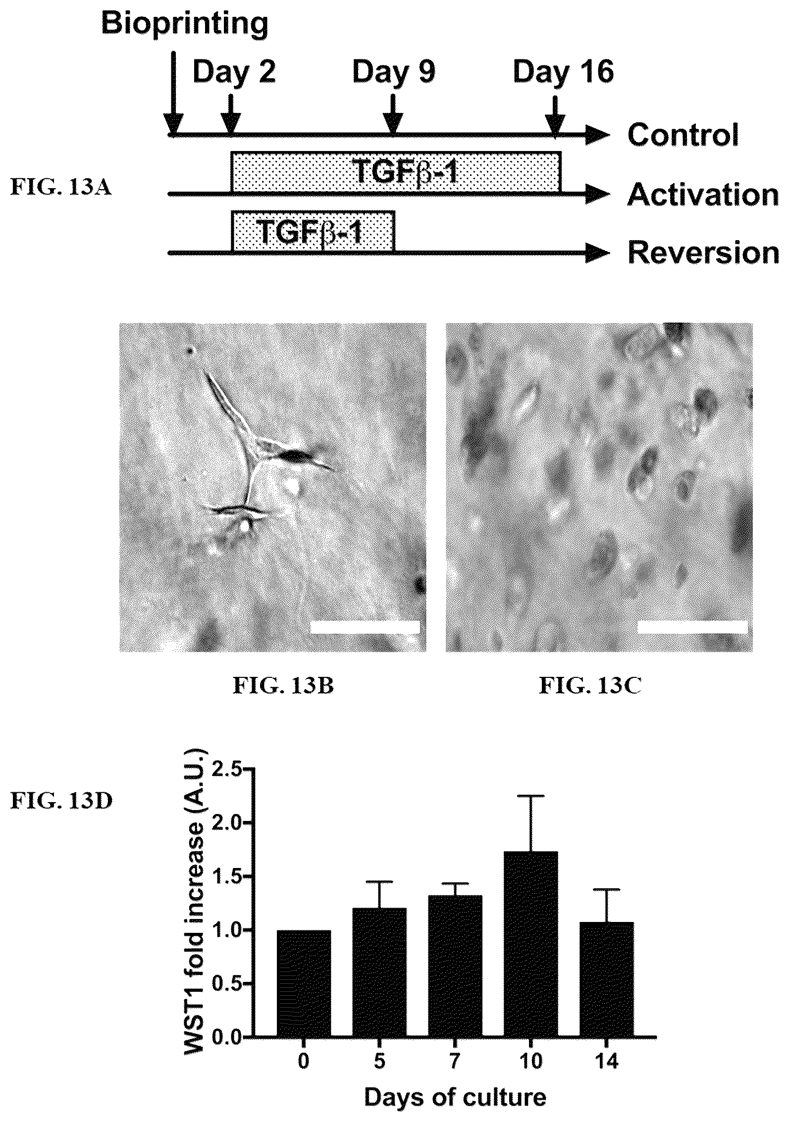 Patent US12590296 Figure 14 – Method of culturing immortalized human hepatic progenitors or cells