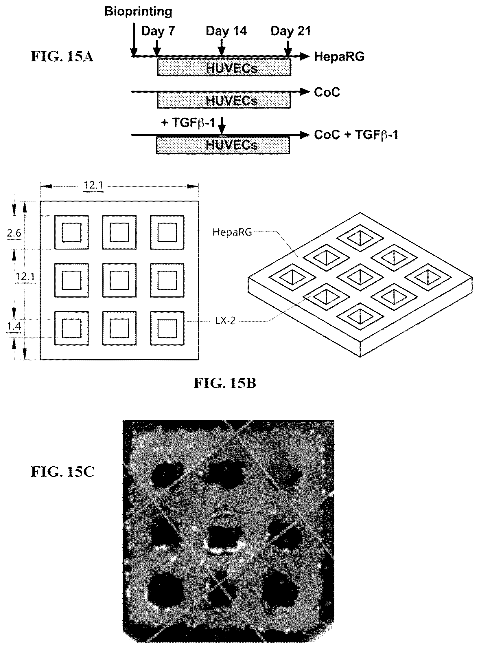 Patent US12590296 Figure 16 – Method of culturing immortalized human hepatic progenitors or cells
