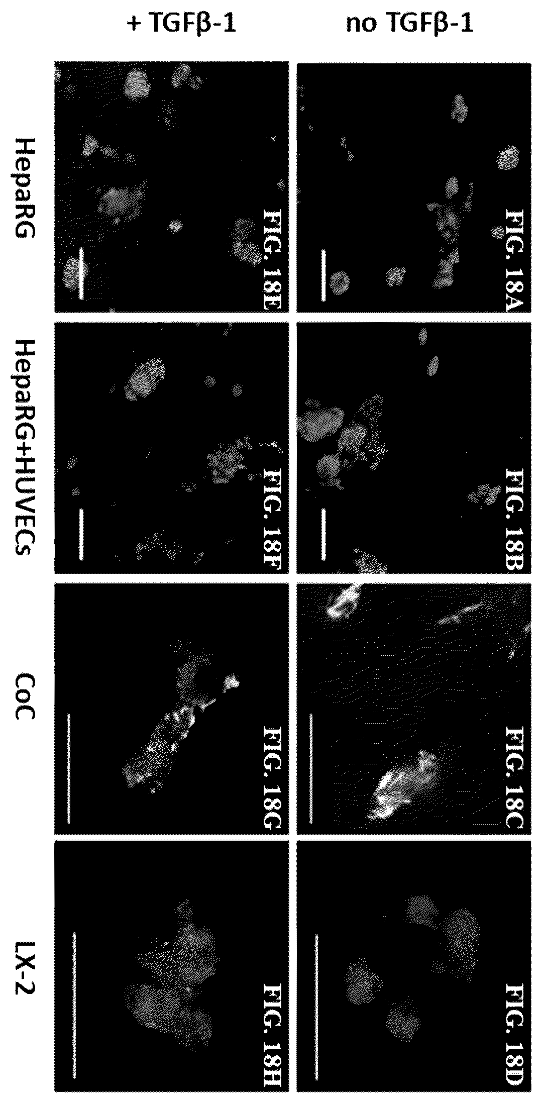 Patent US12590296 Figure 20 – Method of culturing immortalized human hepatic progenitors or cells