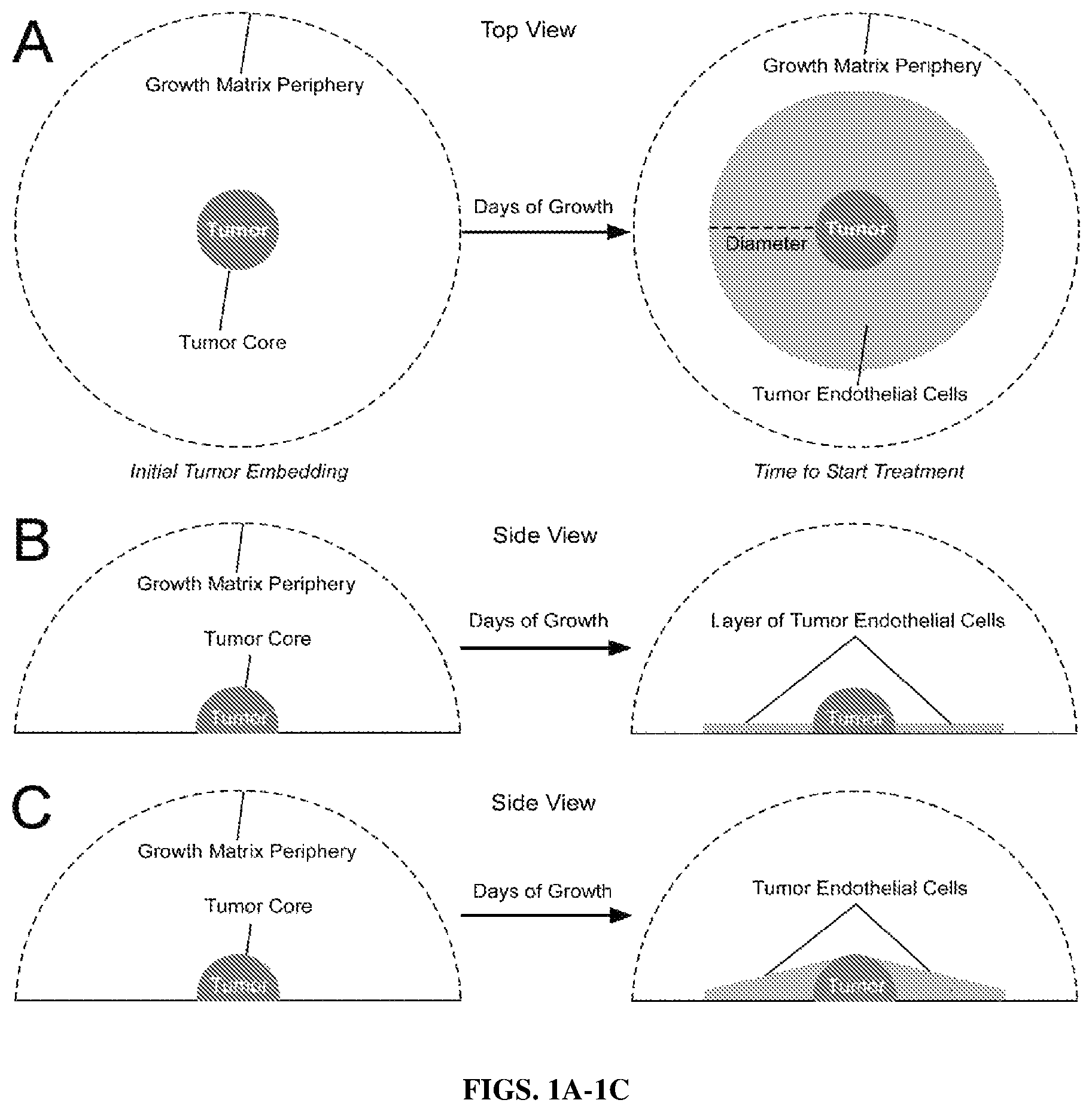 Patent US12590298 — Ex vivo tumor angiogenesis model — Figure 1