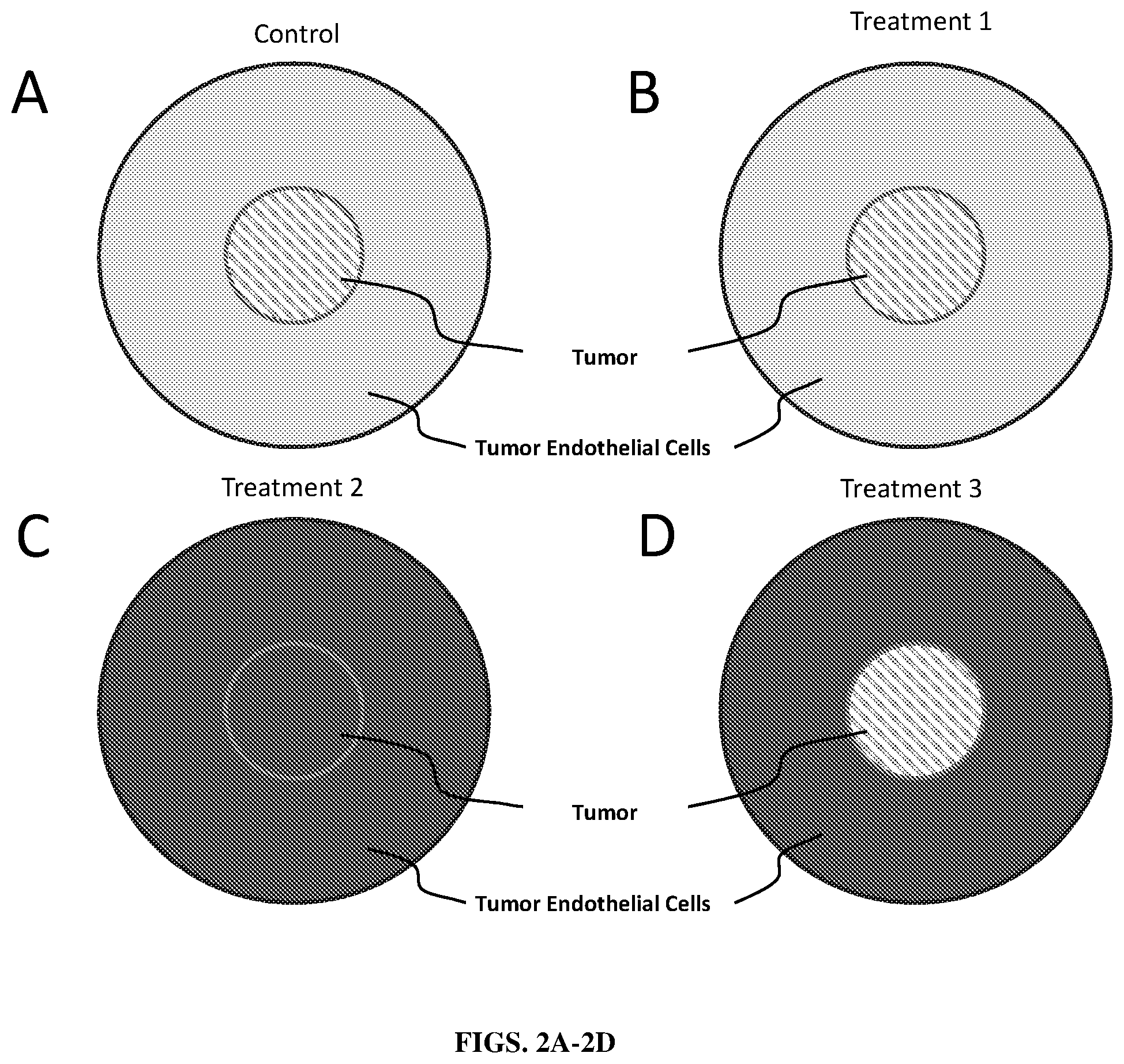 Patent US12590298 Figure 2 – Ex vivo tumor angiogenesis model