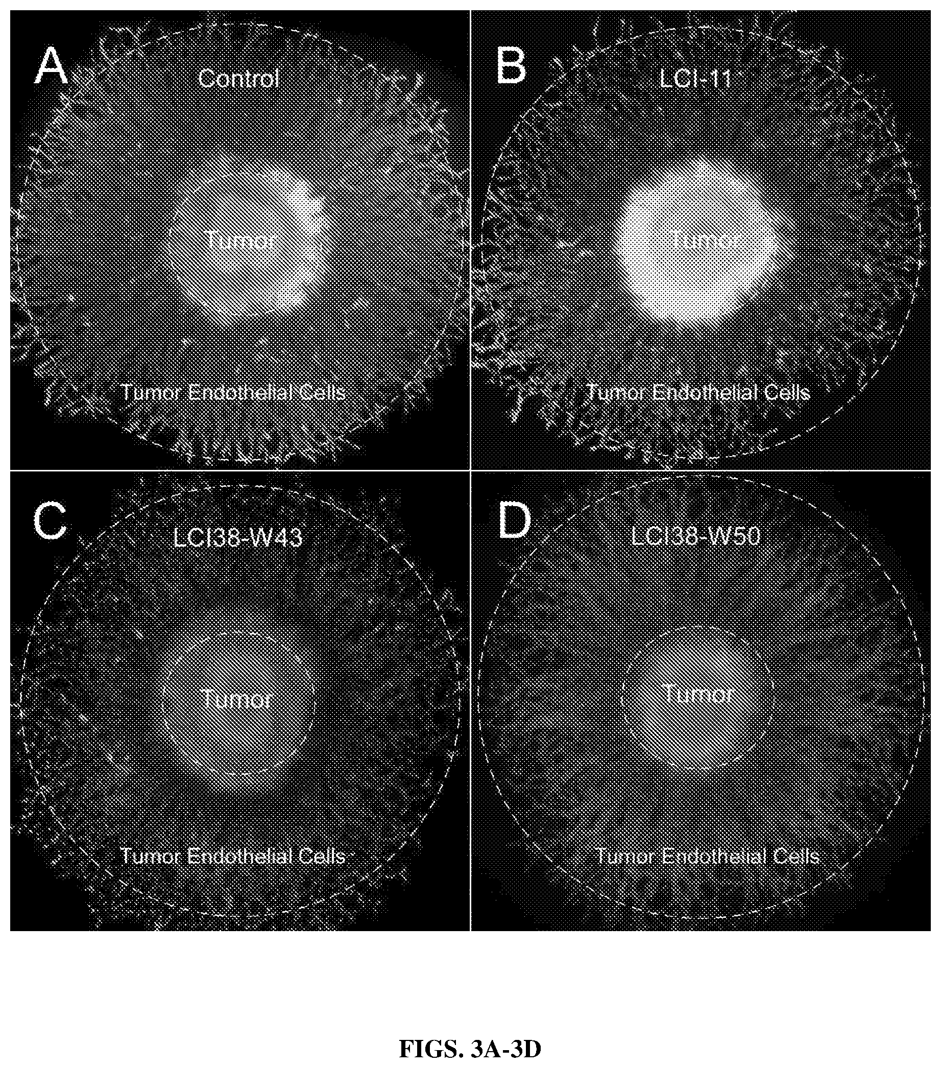 Patent US12590298 Figure 3 – Ex vivo tumor angiogenesis model