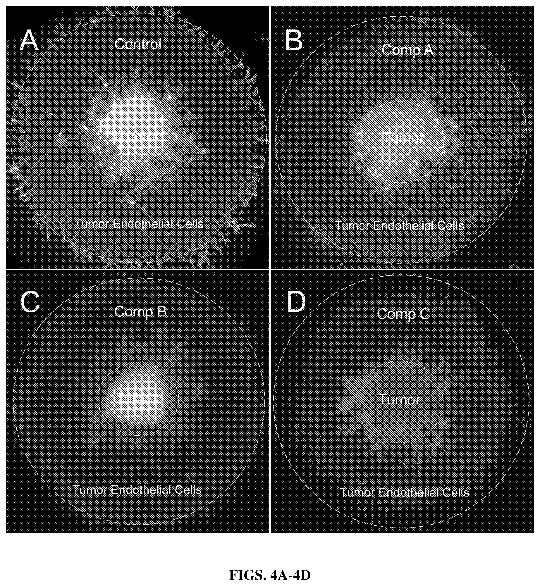 Patent US12590298 Figure 4 – Ex vivo tumor angiogenesis model