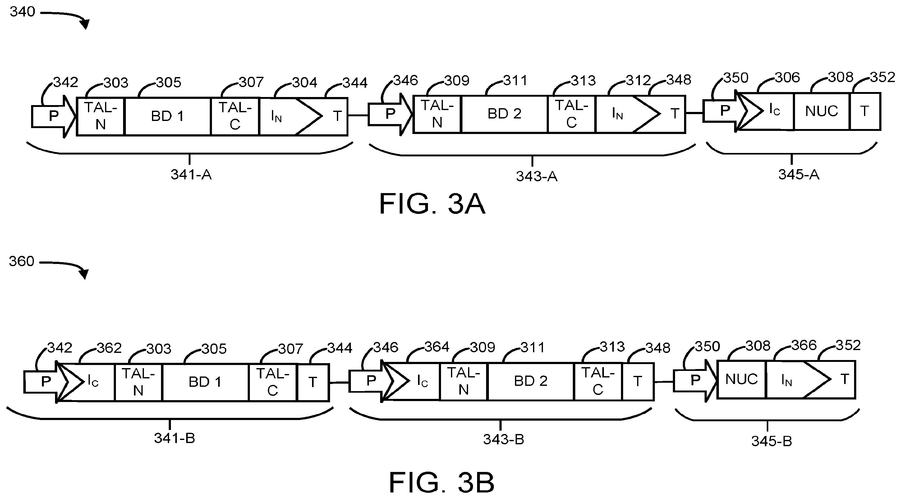 Patent US12590300 Figure 4 – Transcription activator-like effectors fused to inteins