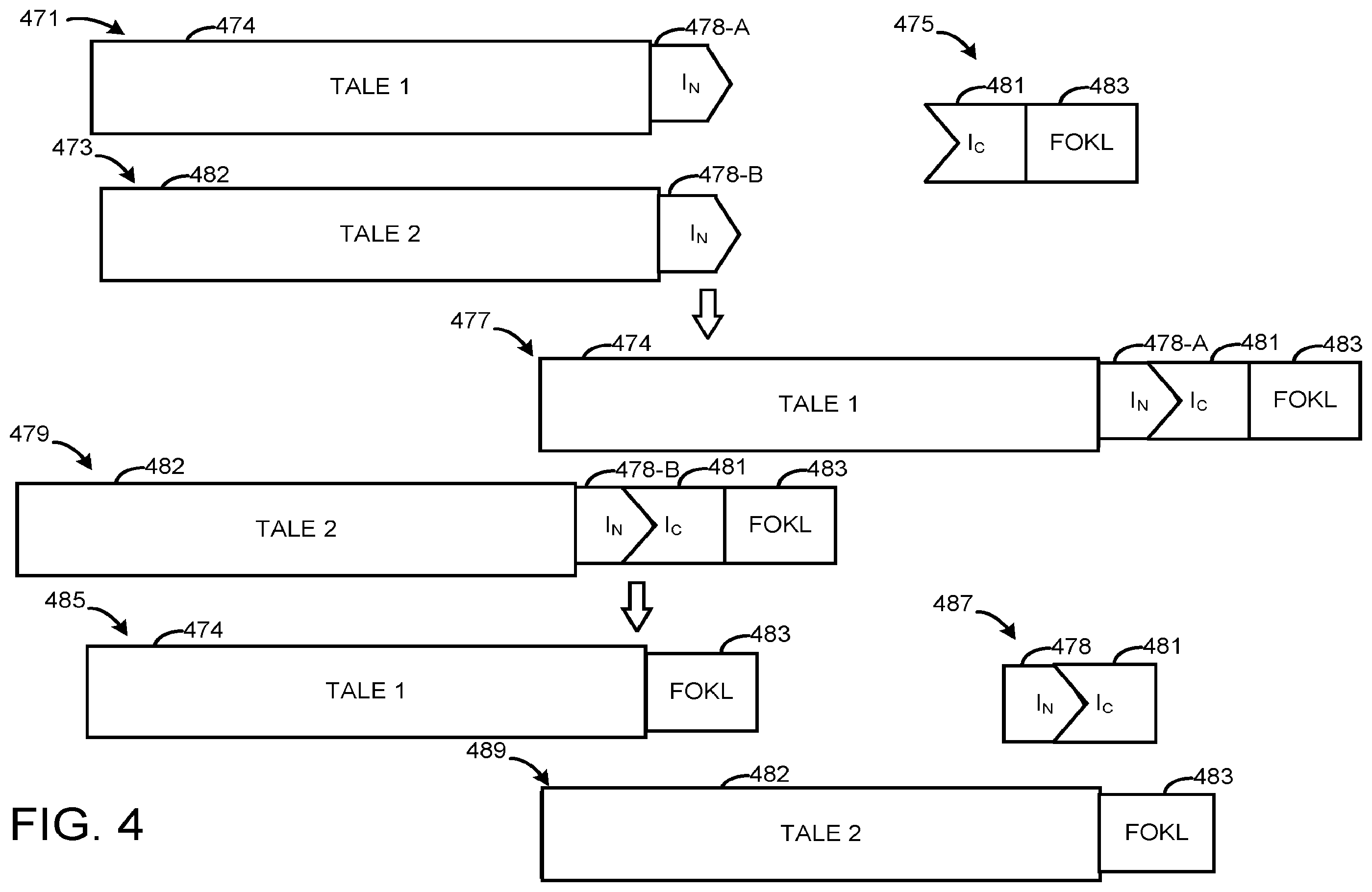 Patent US12590300 Figure 5 – Transcription activator-like effectors fused to inteins