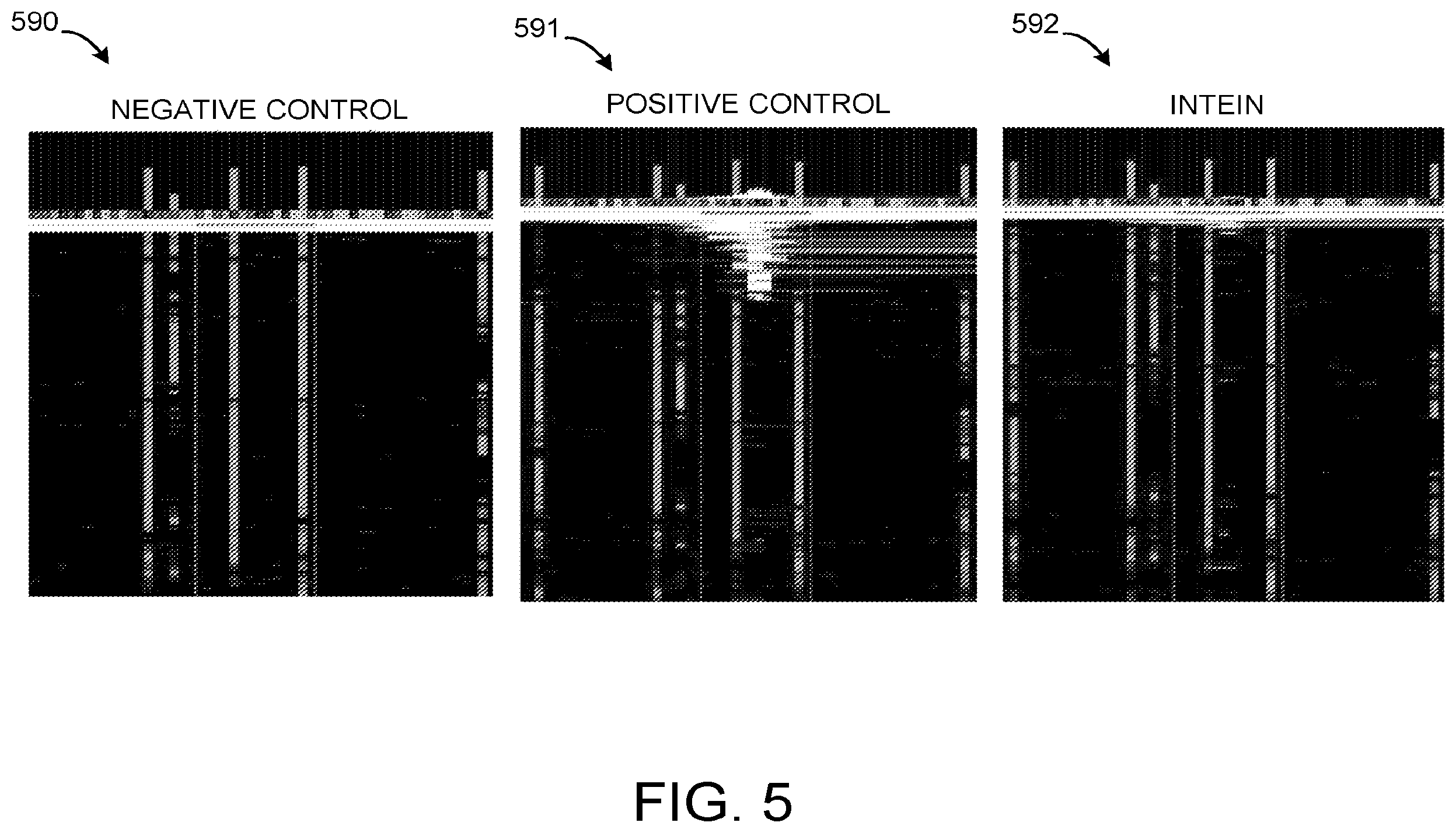 Patent US12590300 Figure 6 – Transcription activator-like effectors fused to inteins