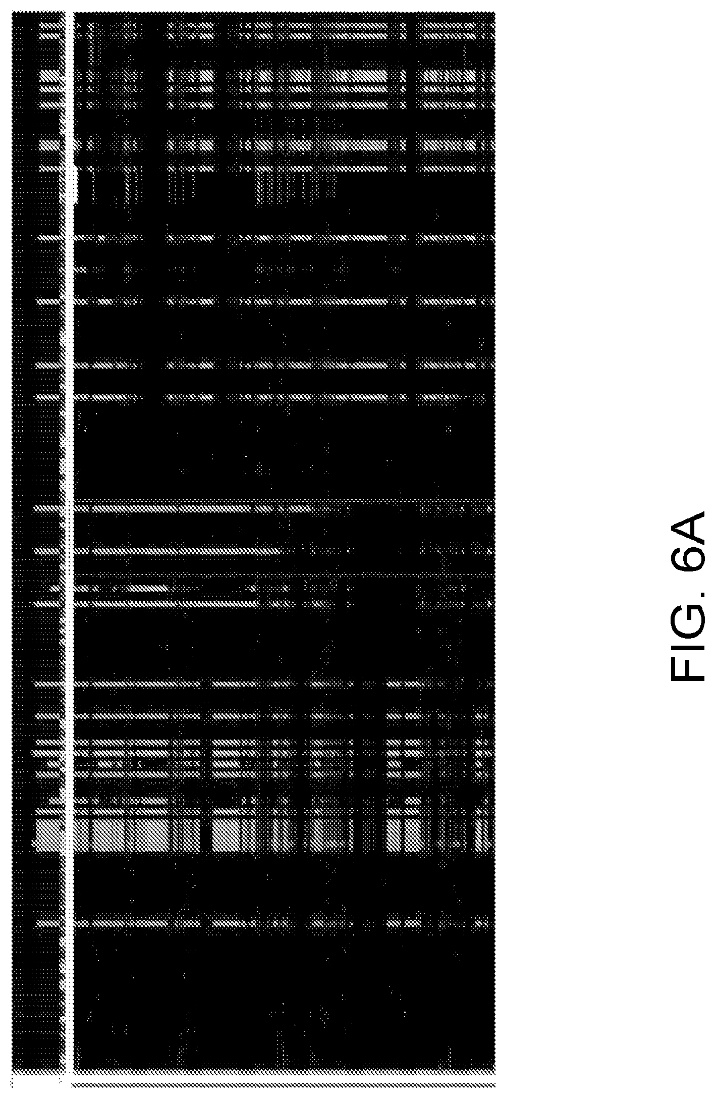 Patent US12590300 Figure 7 – Transcription activator-like effectors fused to inteins