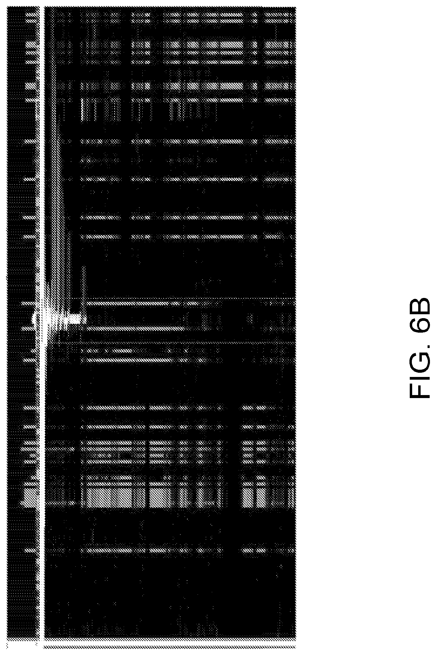 Patent US12590300 Figure 8 – Transcription activator-like effectors fused to inteins