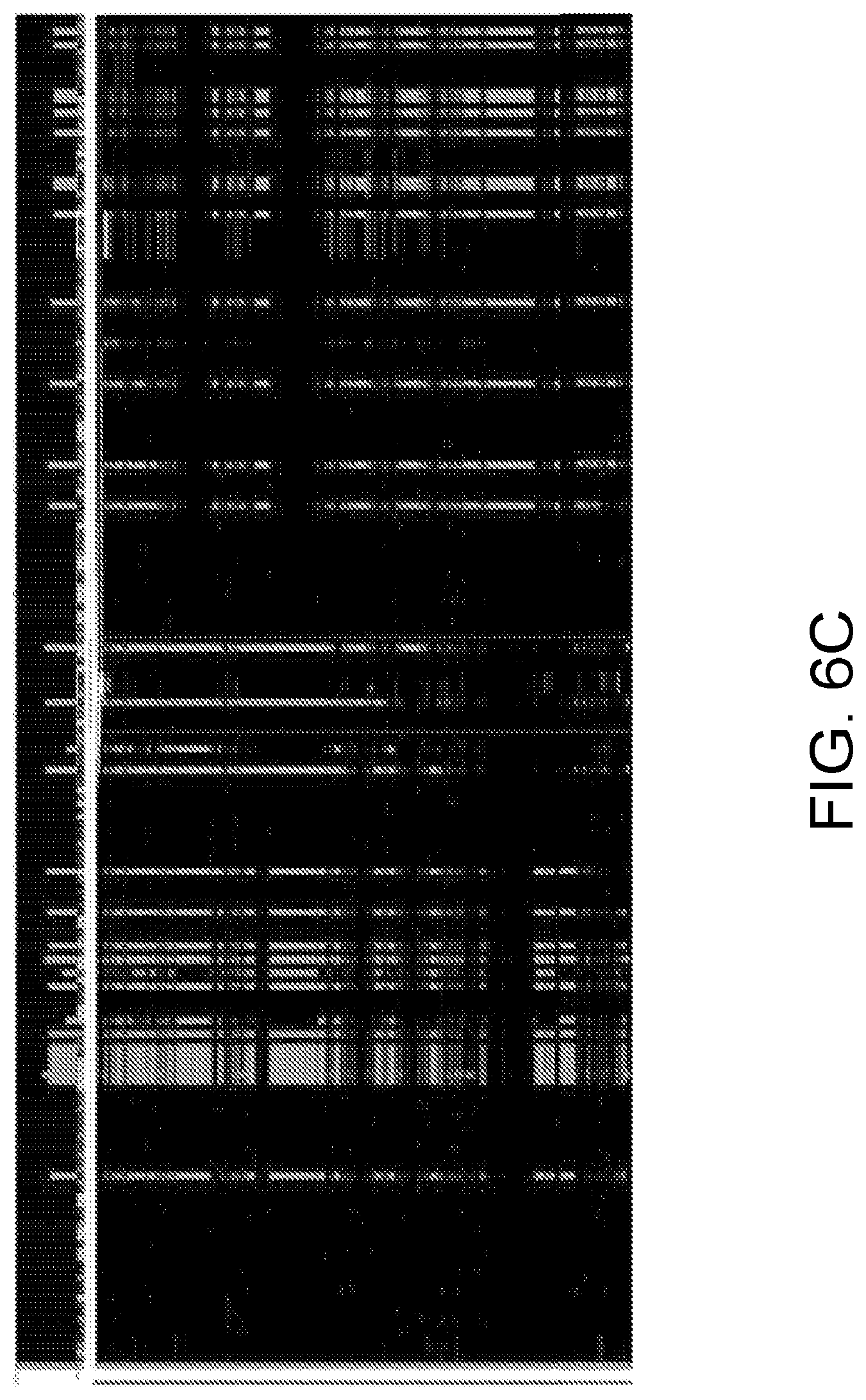 Patent US12590300 Figure 9 – Transcription activator-like effectors fused to inteins