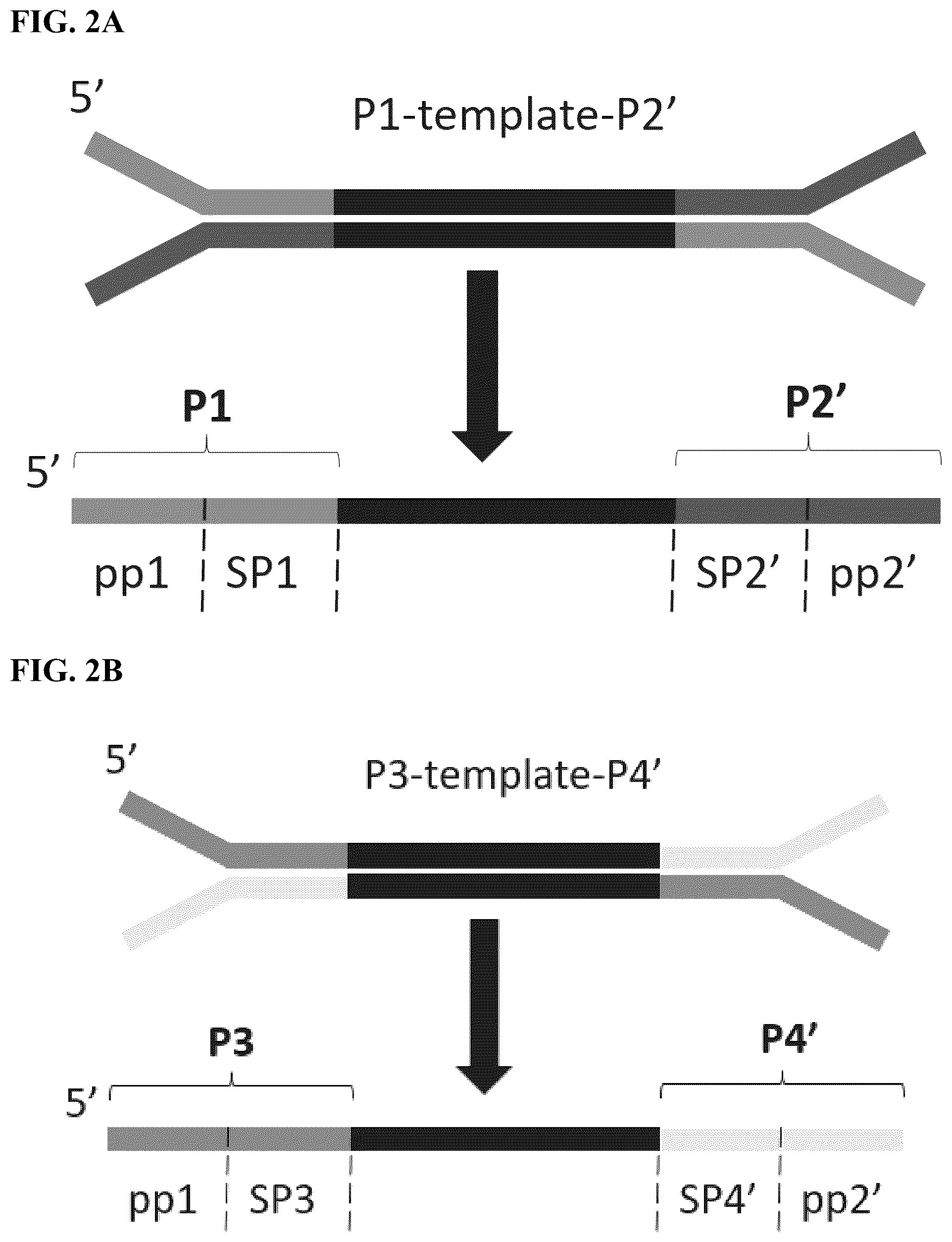 Patent US12590302 Figure 2 – Multiplexed sequencing in cells and tissues