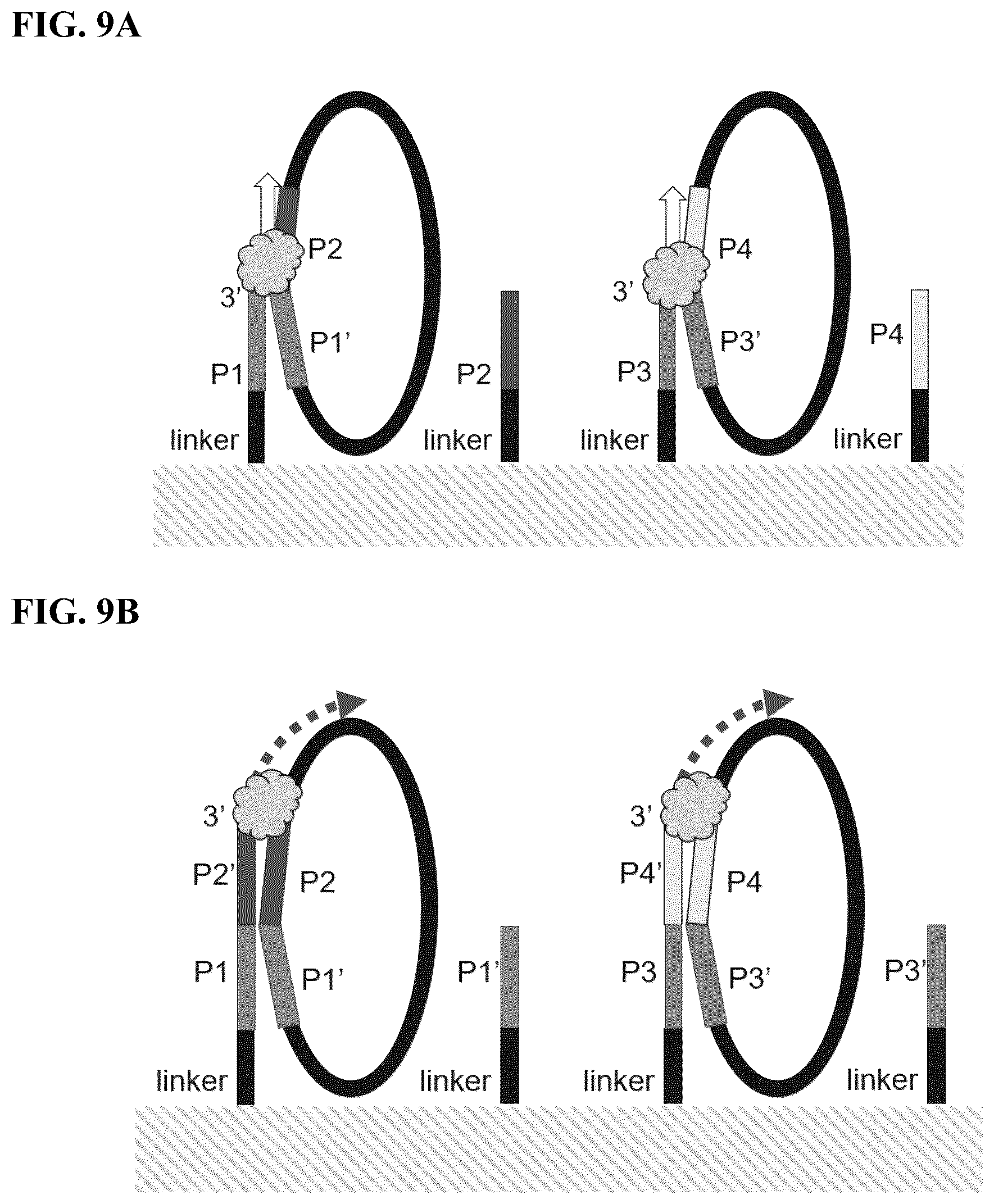 Patent US12590302 Figure 12 – Multiplexed sequencing in cells and tissues