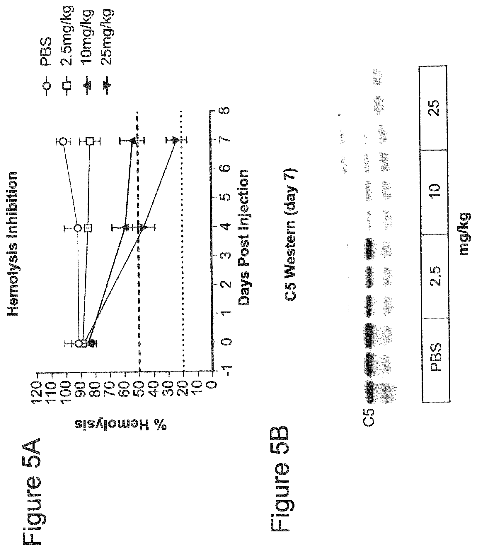 Patent US12590305 Figure 5 – Complement component C5 iRNA compositions and methods of use thereof