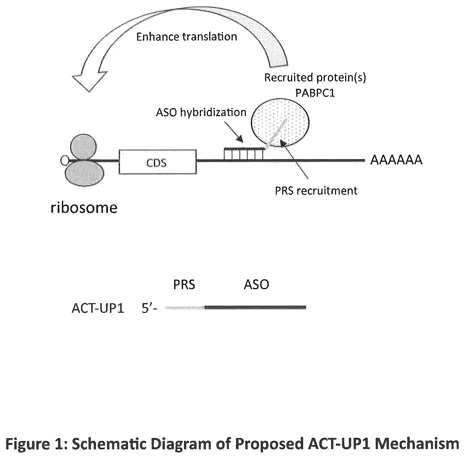 Patent US12590307 Figure 1 – Translation enhancing nucleic acid compounds: ASO coupled translation-upregulation 1 (ACT-UP1) and uses thereof