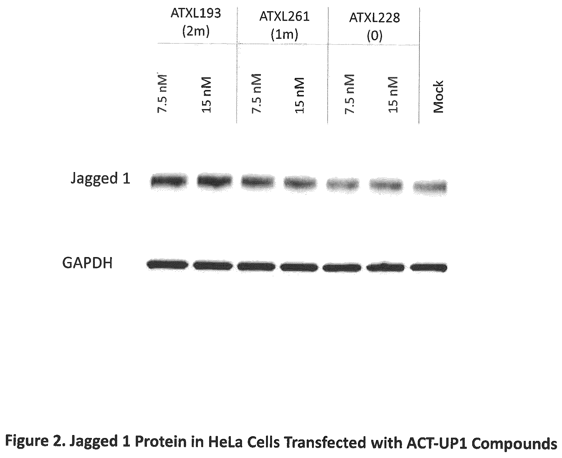 Patent US12590307 Figure 2 – Translation enhancing nucleic acid compounds: ASO coupled translation-upregulation 1 (ACT-UP1) and uses thereof