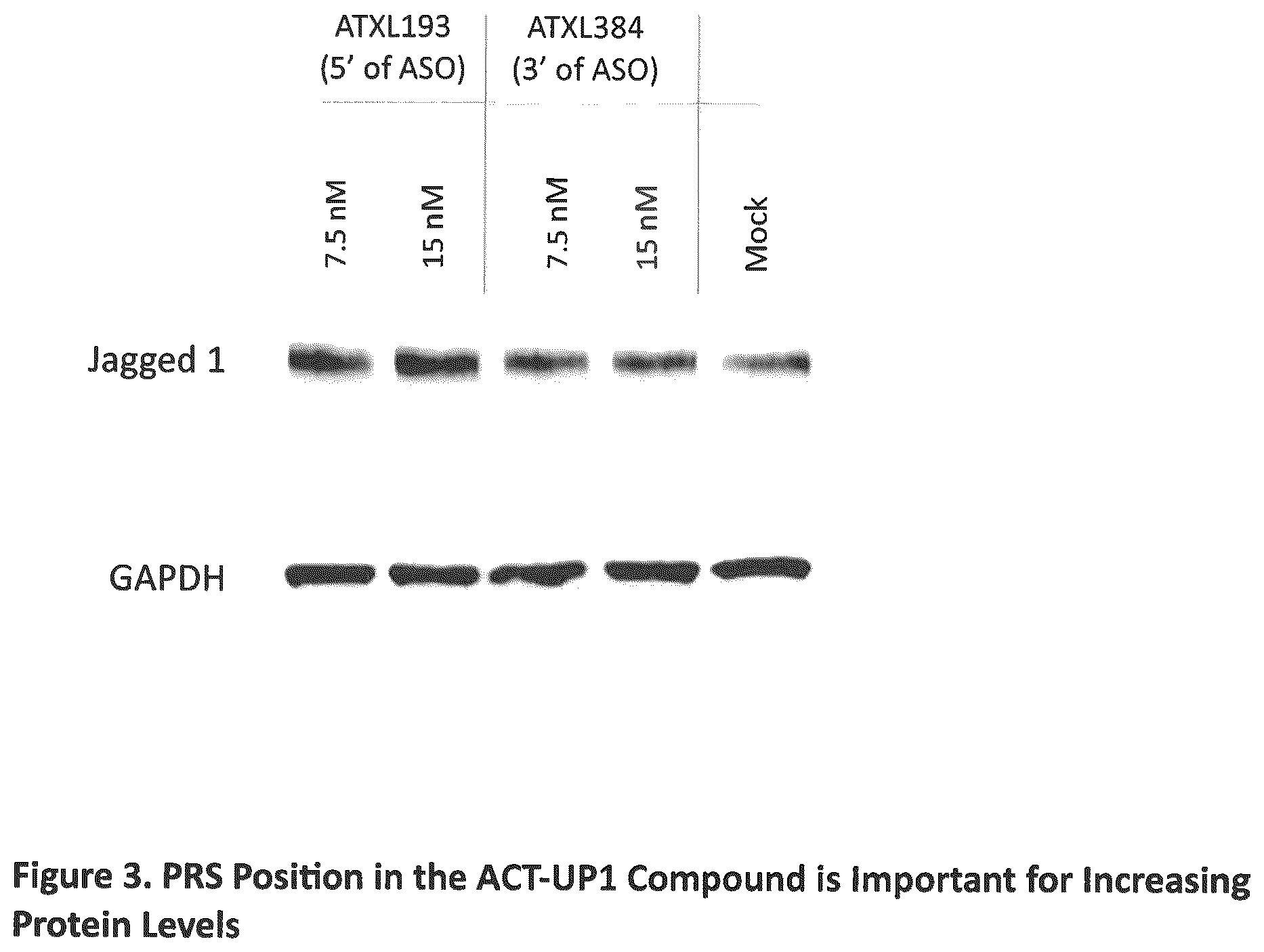 Patent US12590307 Figure 3 – Translation enhancing nucleic acid compounds: ASO coupled translation-upregulation 1 (ACT-UP1) and uses thereof