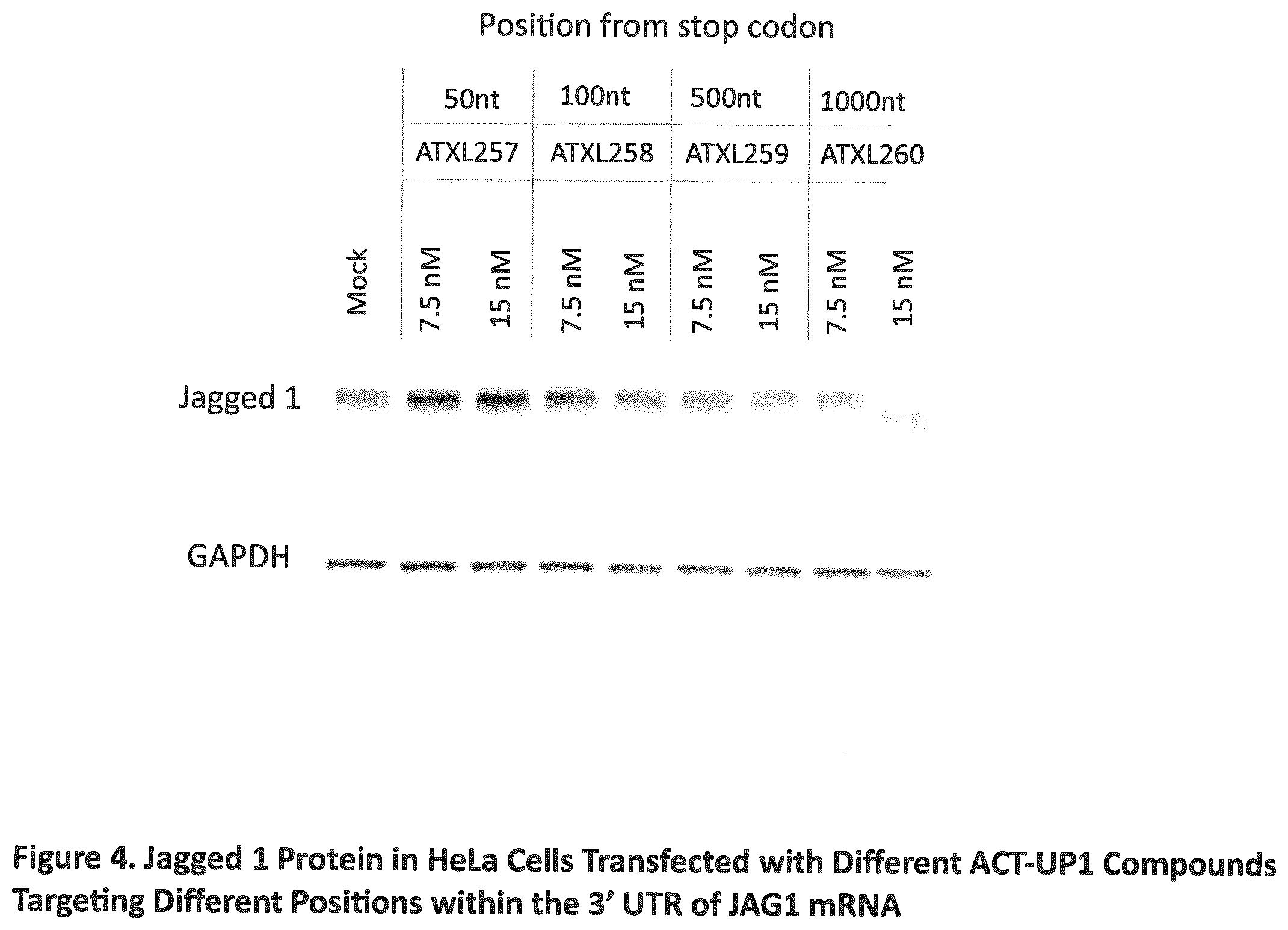 Patent US12590307 Figure 4 – Translation enhancing nucleic acid compounds: ASO coupled translation-upregulation 1 (ACT-UP1) and uses thereof