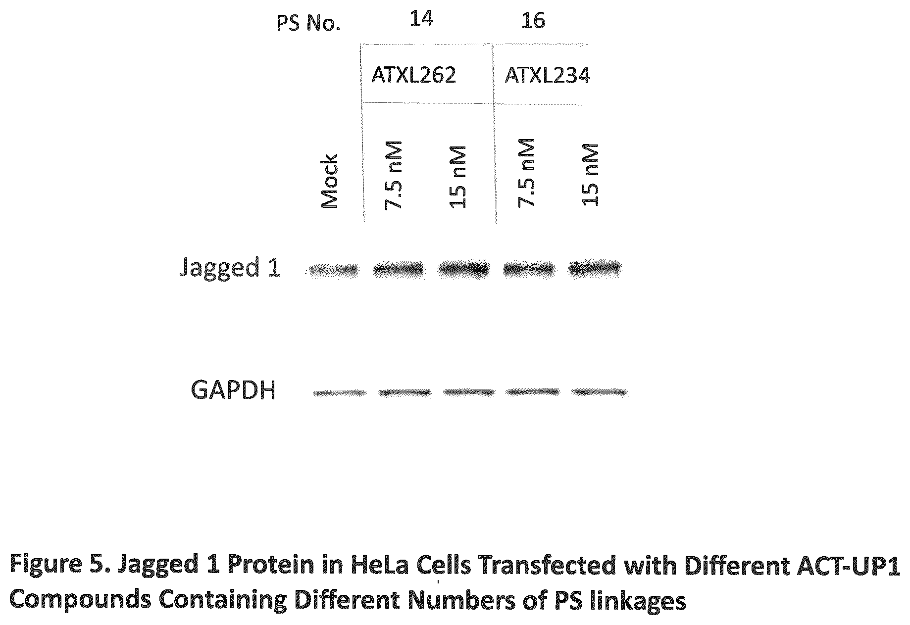 Patent US12590307 Figure 5 – Translation enhancing nucleic acid compounds: ASO coupled translation-upregulation 1 (ACT-UP1) and uses thereof
