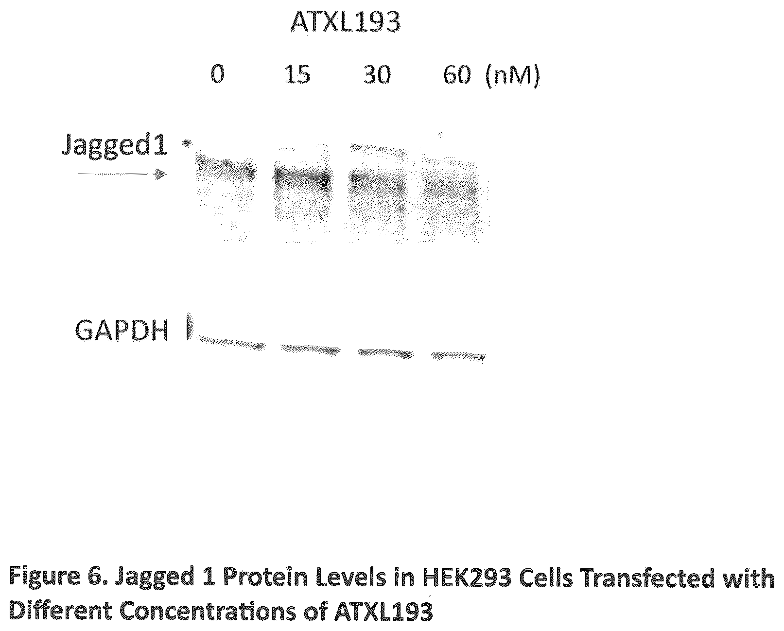 Patent US12590307 Figure 6 – Translation enhancing nucleic acid compounds: ASO coupled translation-upregulation 1 (ACT-UP1) and uses thereof