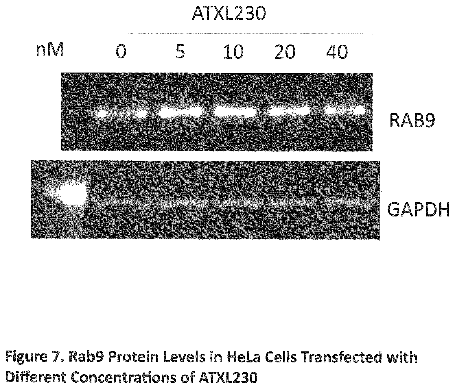 Patent US12590307 Figure 7 – Translation enhancing nucleic acid compounds: ASO coupled translation-upregulation 1 (ACT-UP1) and uses thereof
