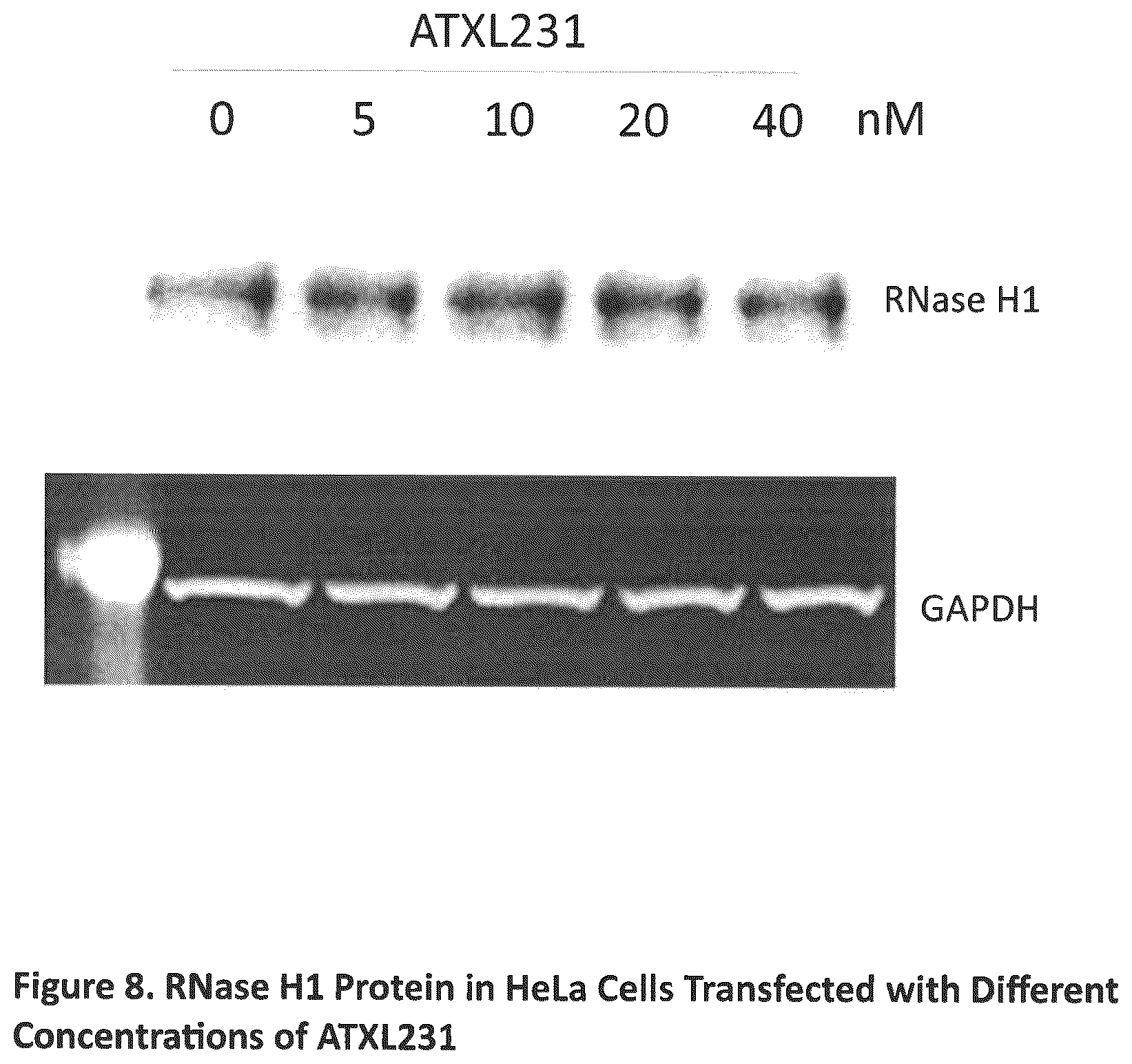 Patent US12590307 Figure 8 – Translation enhancing nucleic acid compounds: ASO coupled translation-upregulation 1 (ACT-UP1) and uses thereof