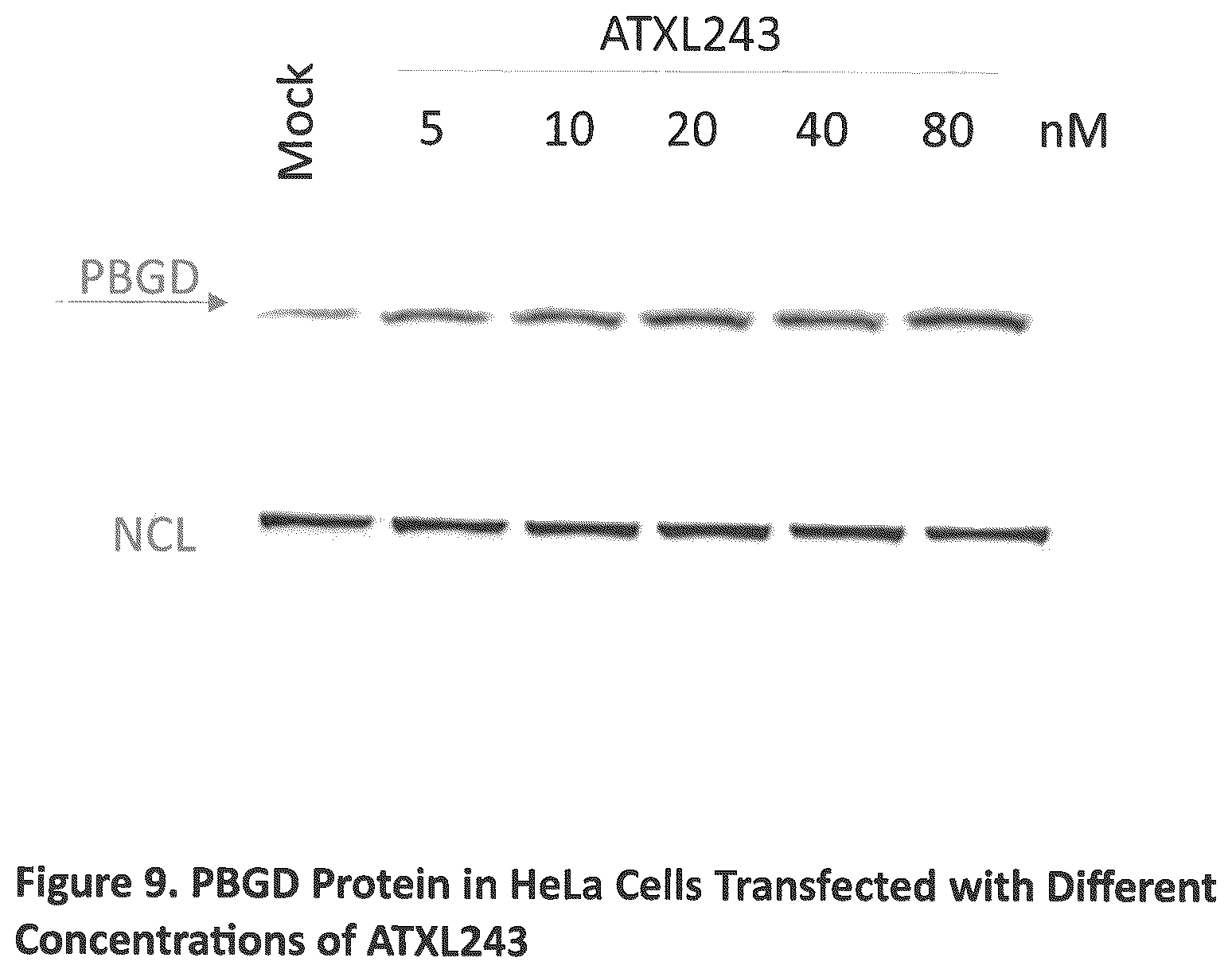 Patent US12590307 Figure 9 – Translation enhancing nucleic acid compounds: ASO coupled translation-upregulation 1 (ACT-UP1) and uses thereof