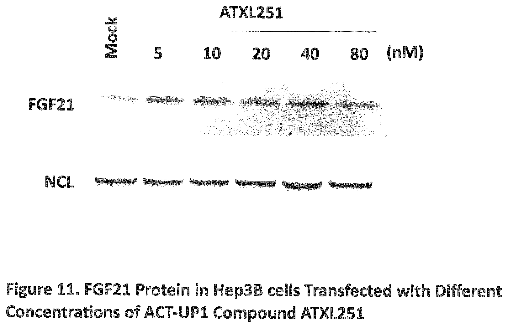 Patent US12590307 Figure 11 – Translation enhancing nucleic acid compounds: ASO coupled translation-upregulation 1 (ACT-UP1) and uses thereof