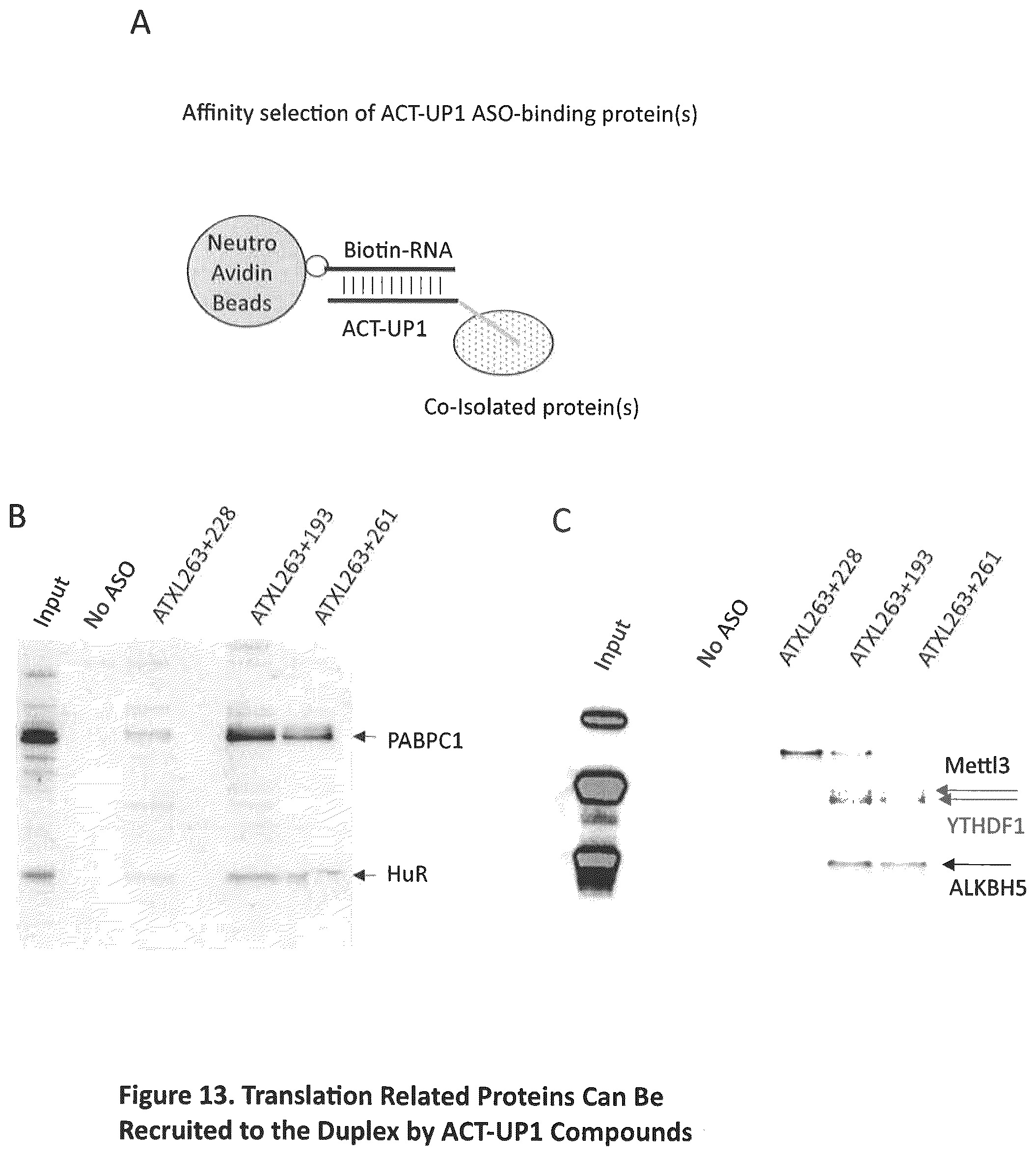 Patent US12590307 Figure 13 – Translation enhancing nucleic acid compounds: ASO coupled translation-upregulation 1 (ACT-UP1) and uses thereof