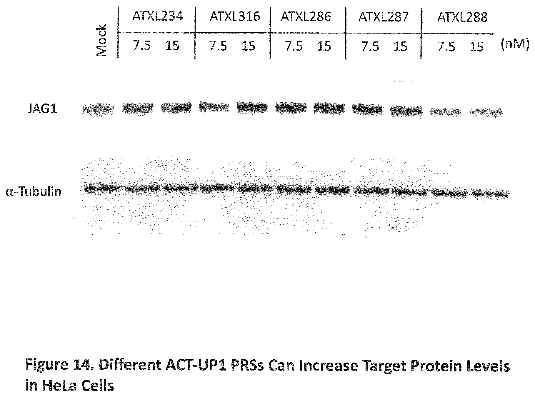 Patent US12590307 Figure 14 – Translation enhancing nucleic acid compounds: ASO coupled translation-upregulation 1 (ACT-UP1) and uses thereof