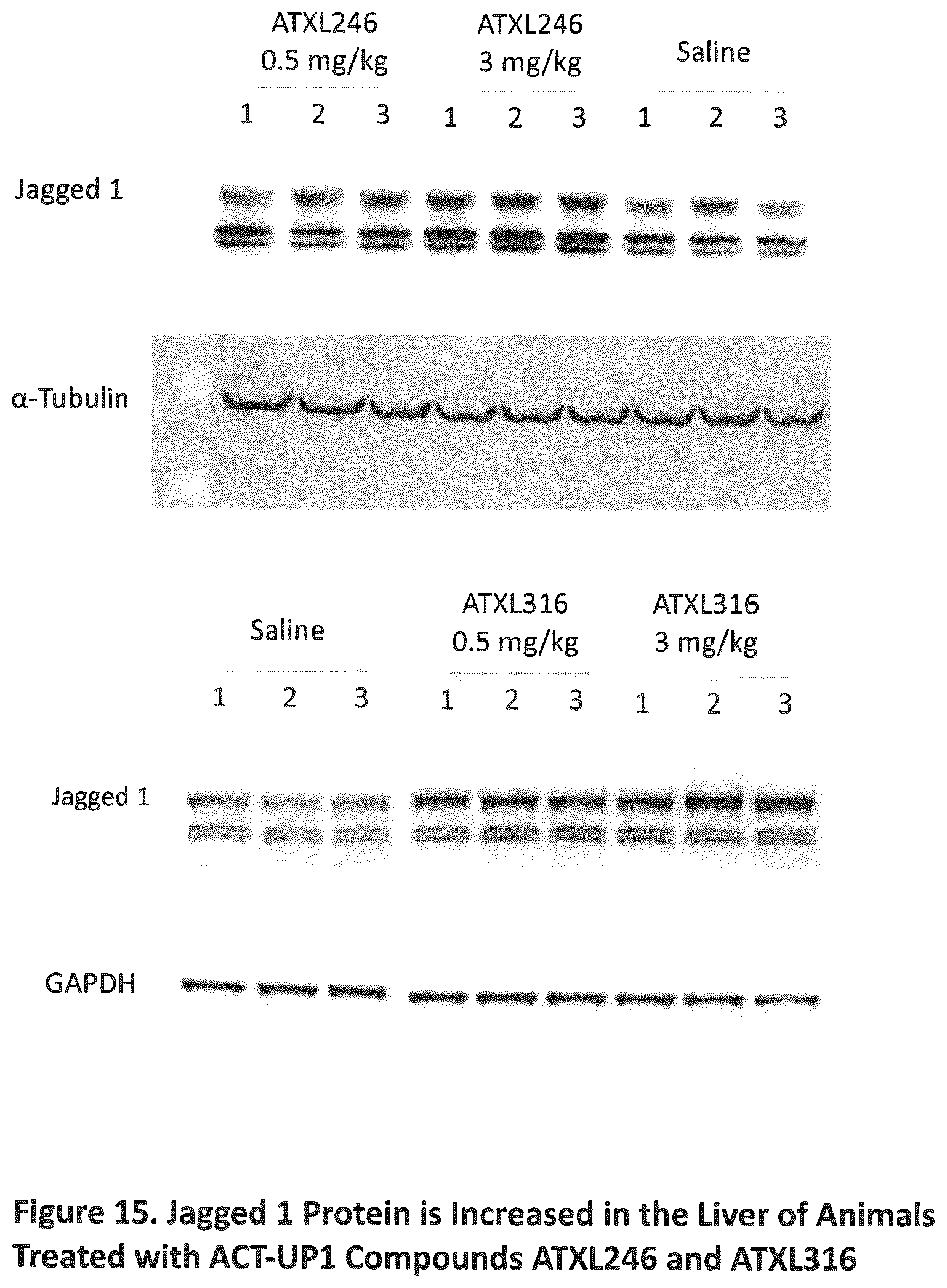 Patent US12590307 Figure 15 – Translation enhancing nucleic acid compounds: ASO coupled translation-upregulation 1 (ACT-UP1) and uses thereof