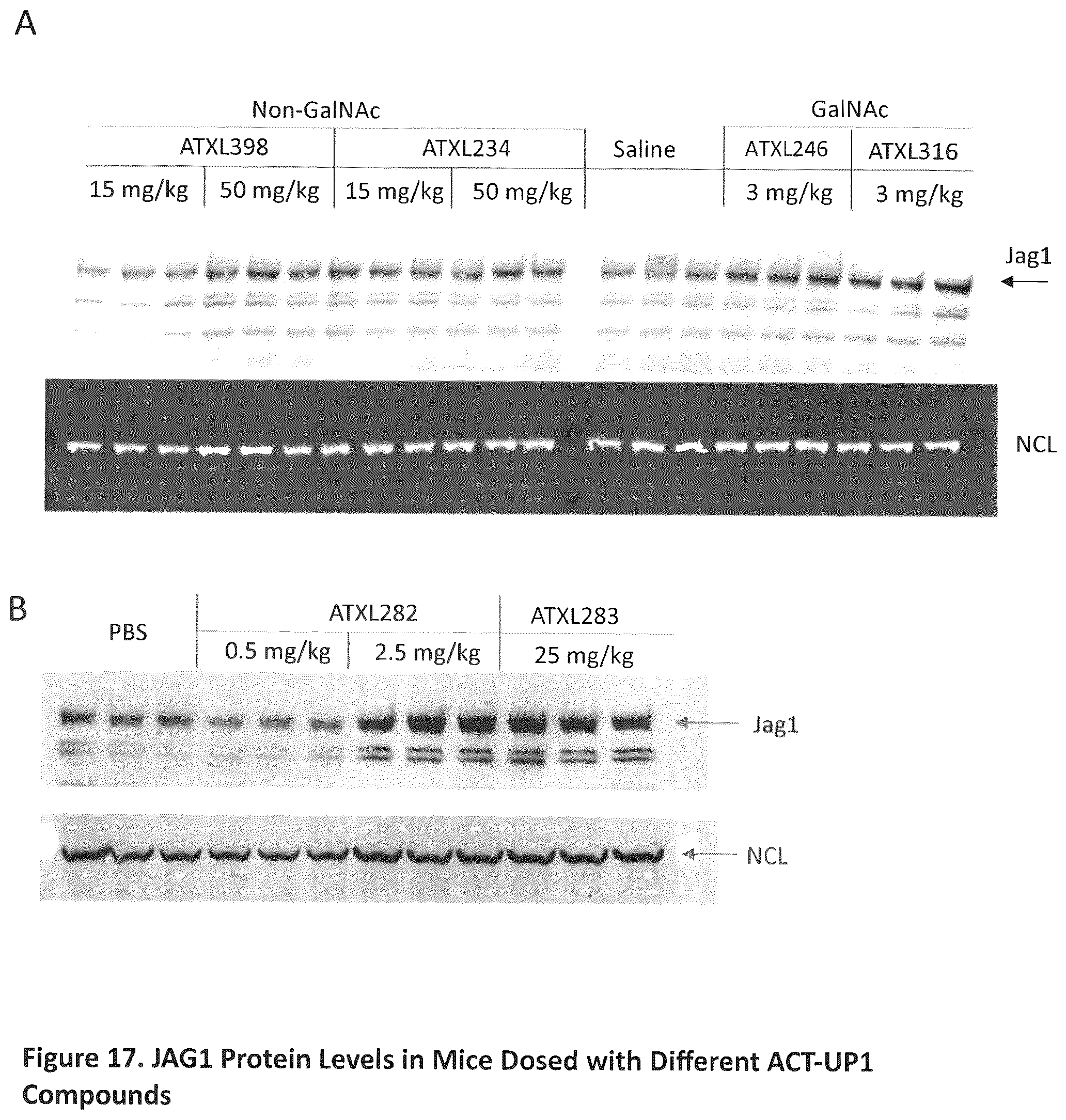 Patent US12590307 Figure 17 – Translation enhancing nucleic acid compounds: ASO coupled translation-upregulation 1 (ACT-UP1) and uses thereof