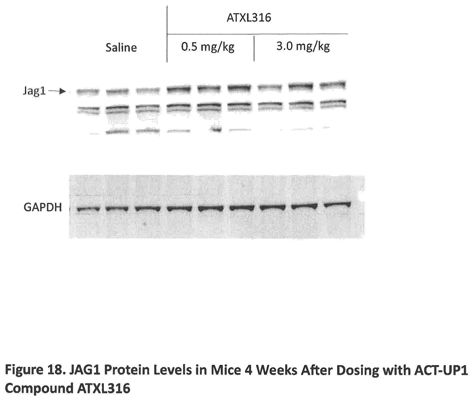 Patent US12590307 Figure 18 – Translation enhancing nucleic acid compounds: ASO coupled translation-upregulation 1 (ACT-UP1) and uses thereof