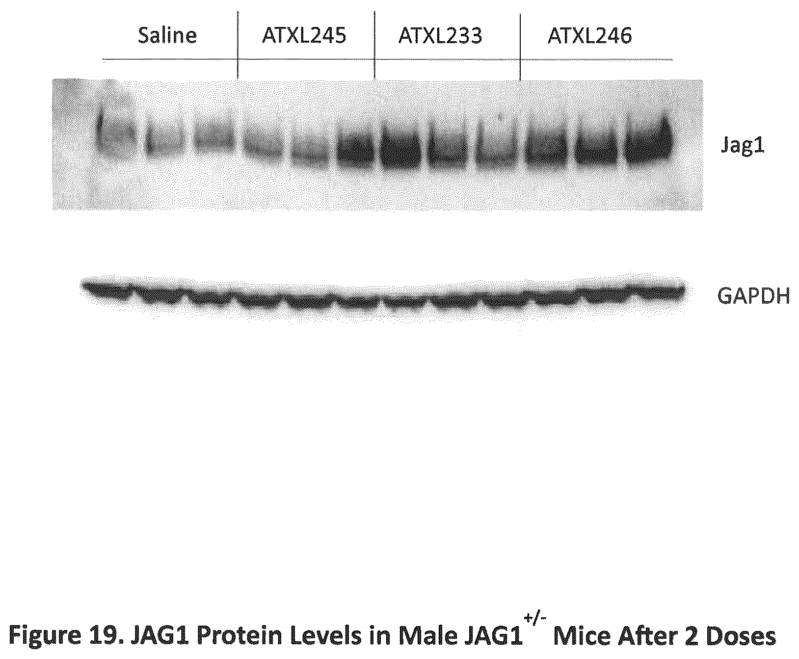 Patent US12590307 Figure 19 – Translation enhancing nucleic acid compounds: ASO coupled translation-upregulation 1 (ACT-UP1) and uses thereof