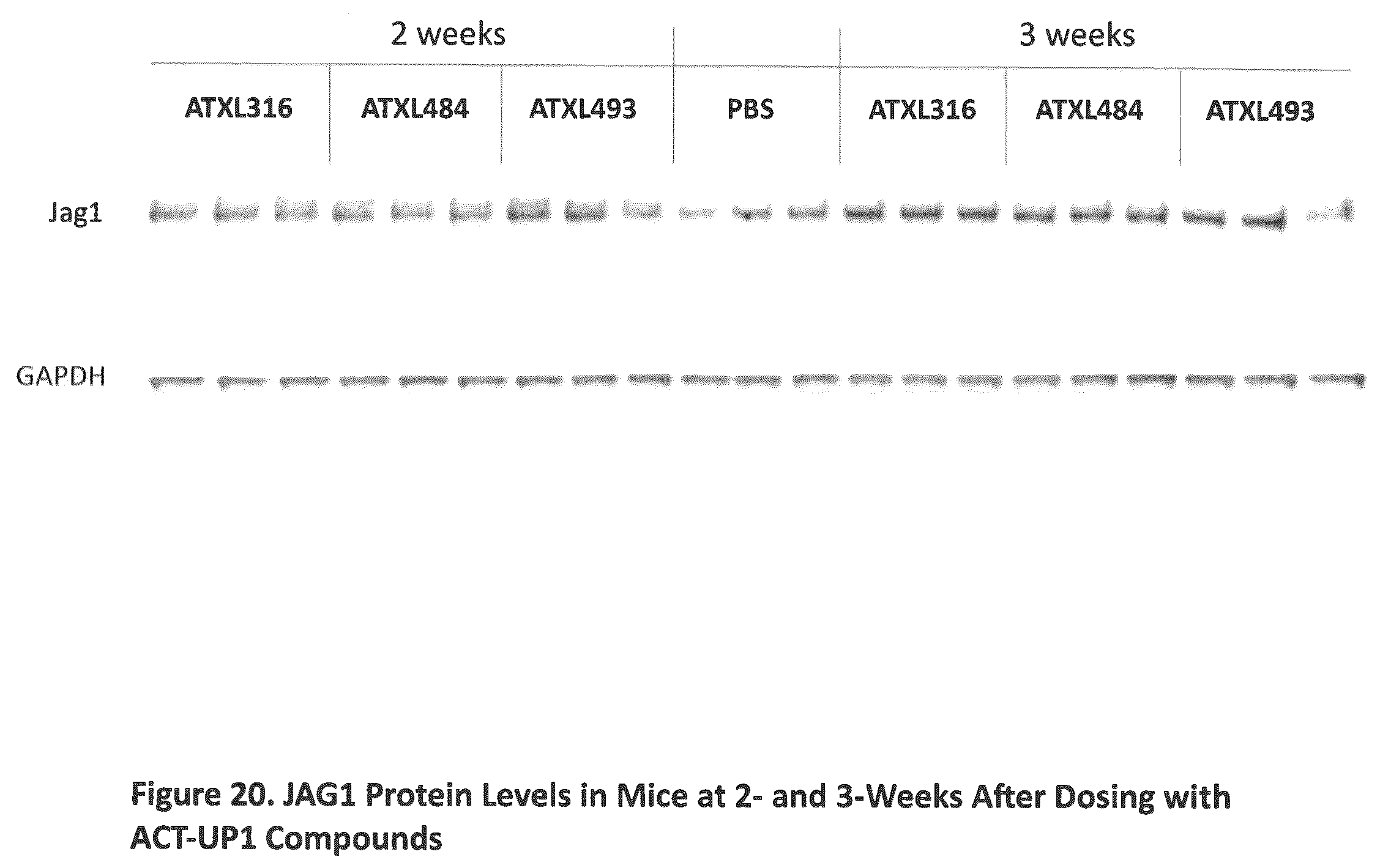 Patent US12590307 Figure 20 – Translation enhancing nucleic acid compounds: ASO coupled translation-upregulation 1 (ACT-UP1) and uses thereof