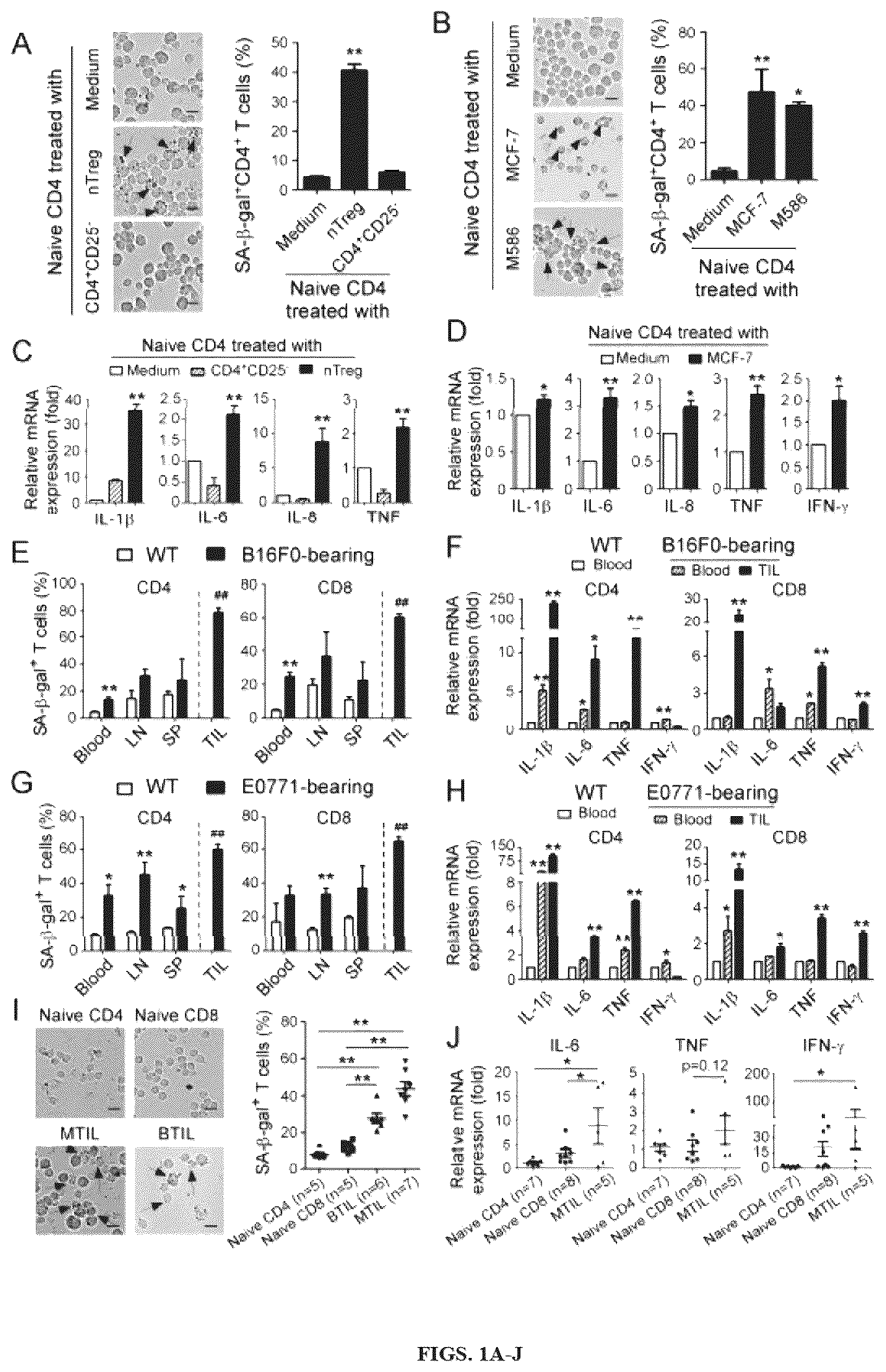 Patent US12590309 Figure 1 – Reprogramming of lipid metabolism to inhibit T cell senescence and enhance tumor immunotherapy