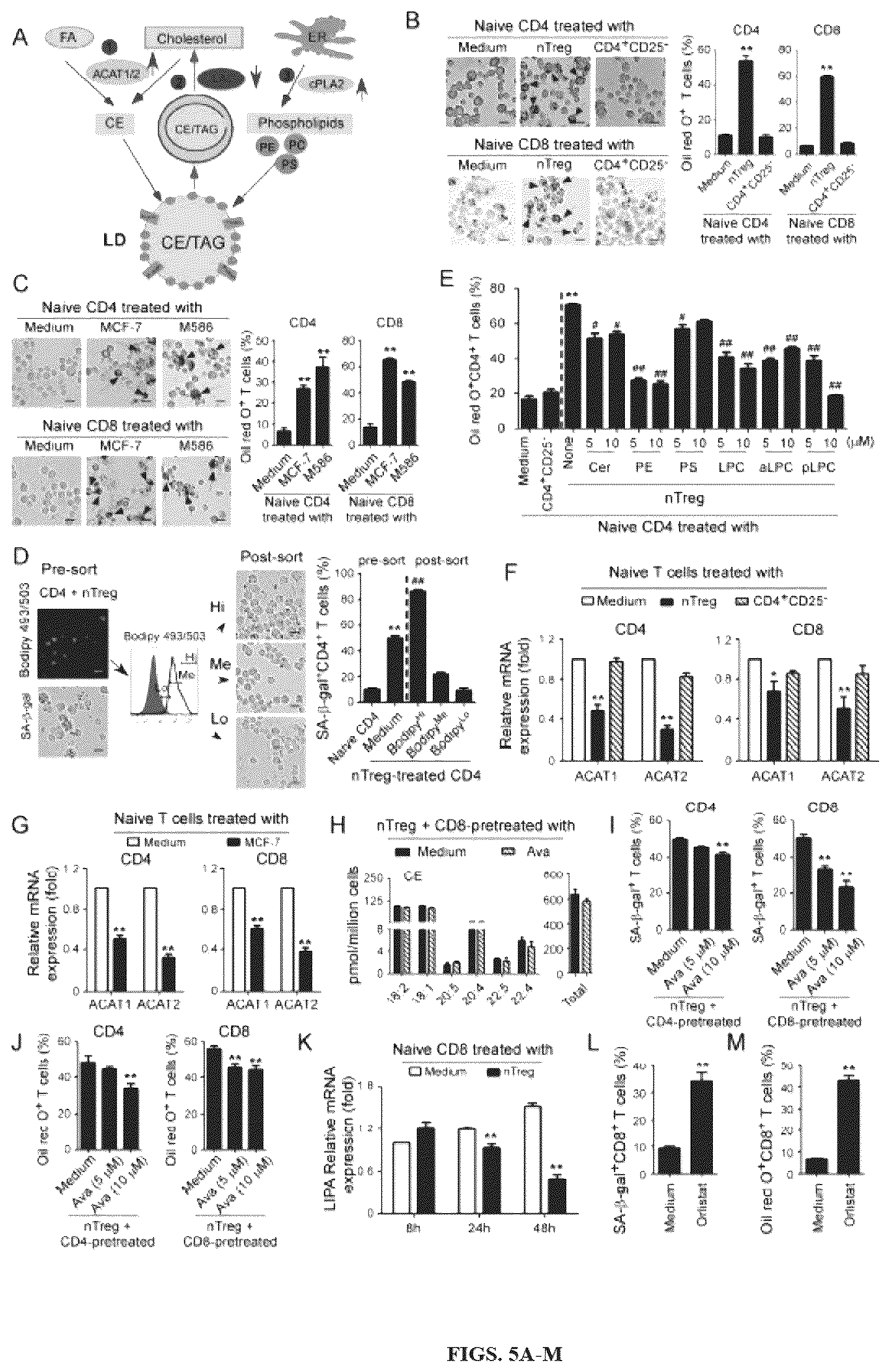 Patent US12590309 Figure 5 – Reprogramming of lipid metabolism to inhibit T cell senescence and enhance tumor immunotherapy