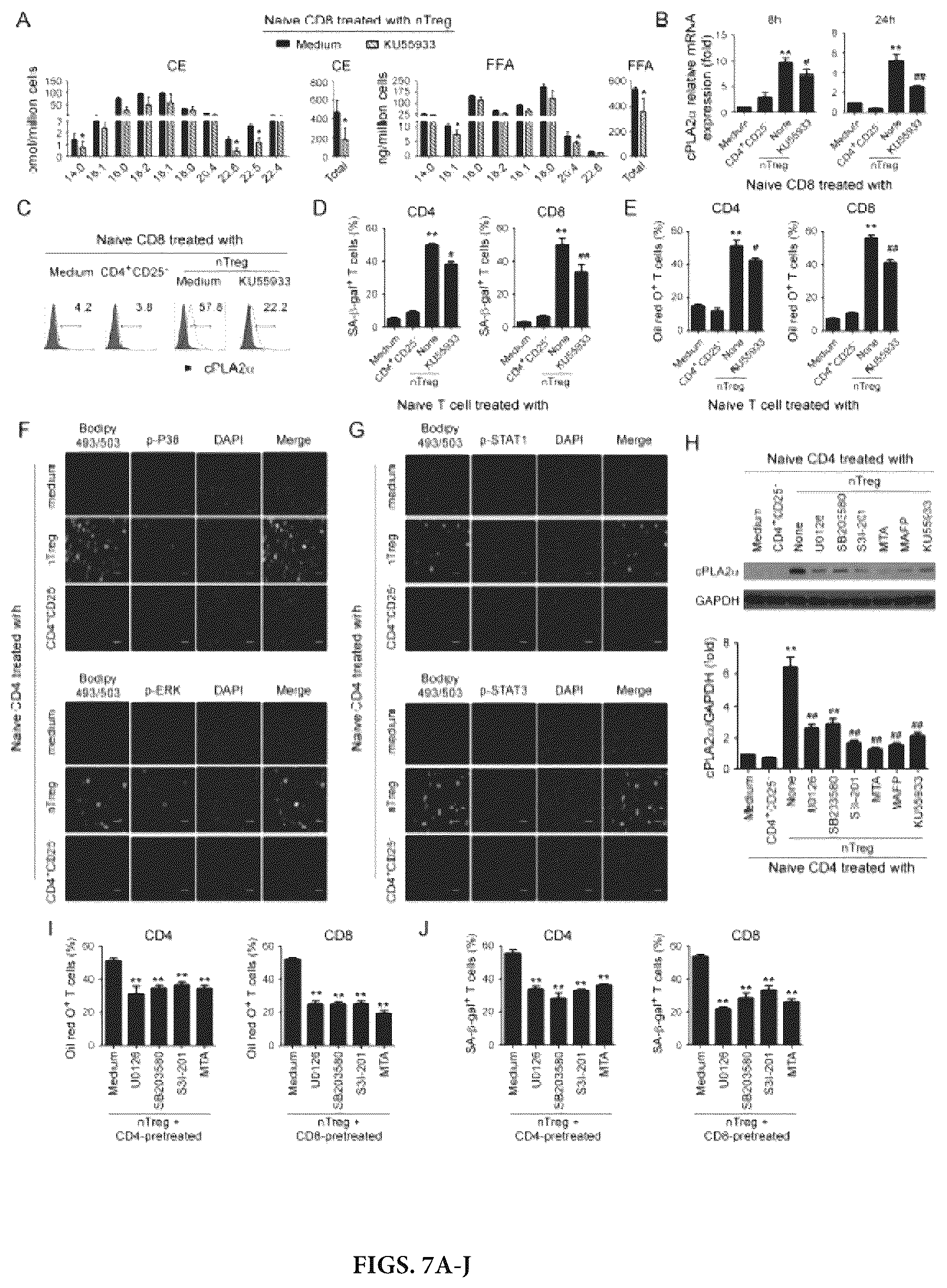 Patent US12590309 Figure 7 – Reprogramming of lipid metabolism to inhibit T cell senescence and enhance tumor immunotherapy