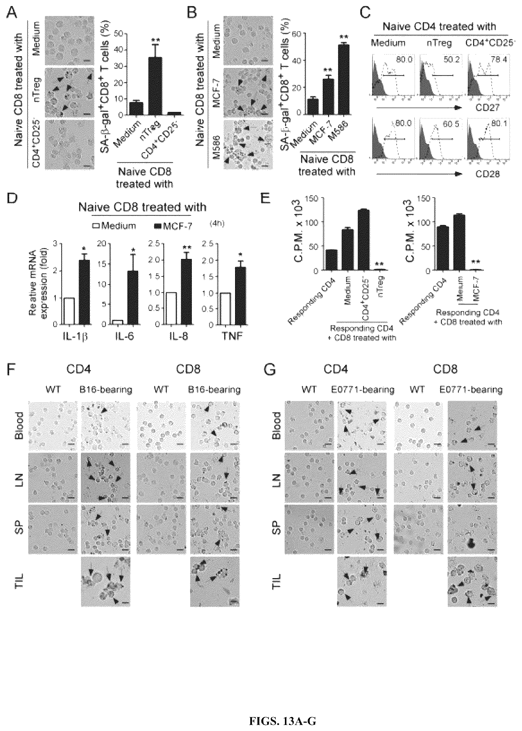 Patent US12590309 Figure 13 – Reprogramming of lipid metabolism to inhibit T cell senescence and enhance tumor immunotherapy