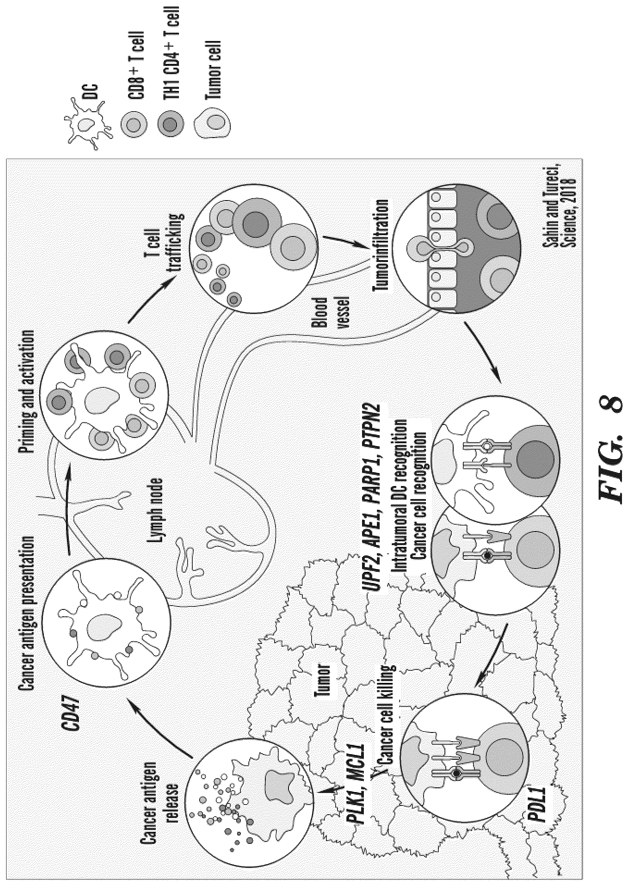Patent US12590311 Figure 10 – Methods and compositions for the treatment of cancer