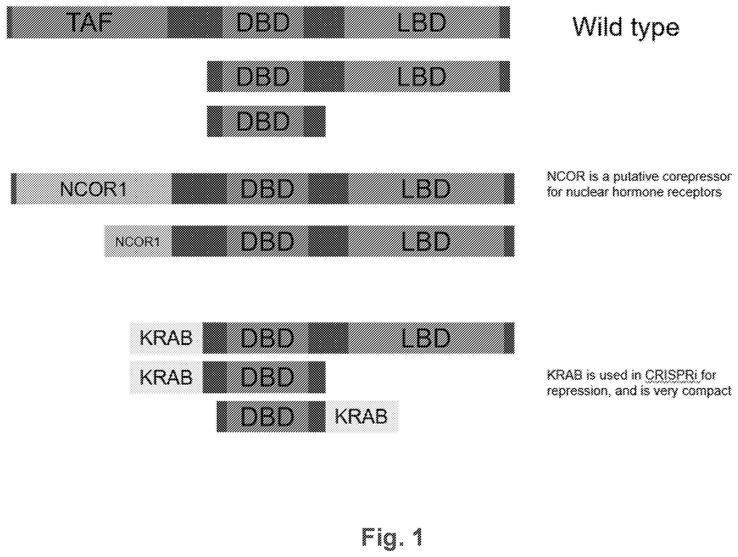 Patent US12590312 Figure 1 – NR4A super-repressors and methods of use thereof
