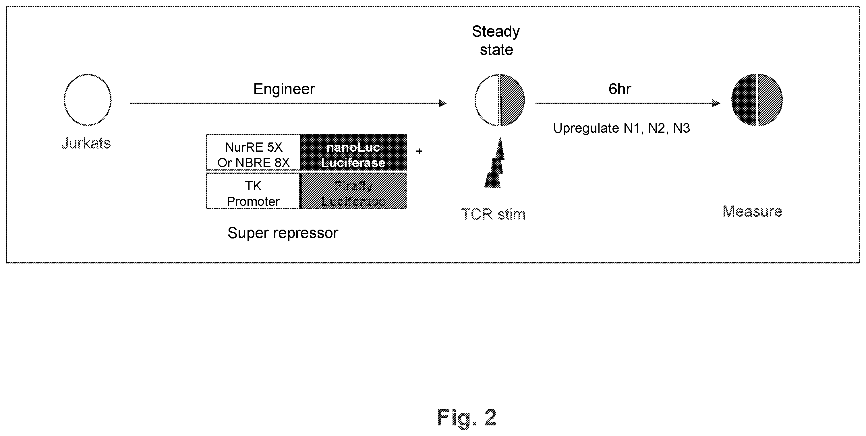 Patent US12590312 Figure 2 – NR4A super-repressors and methods of use thereof