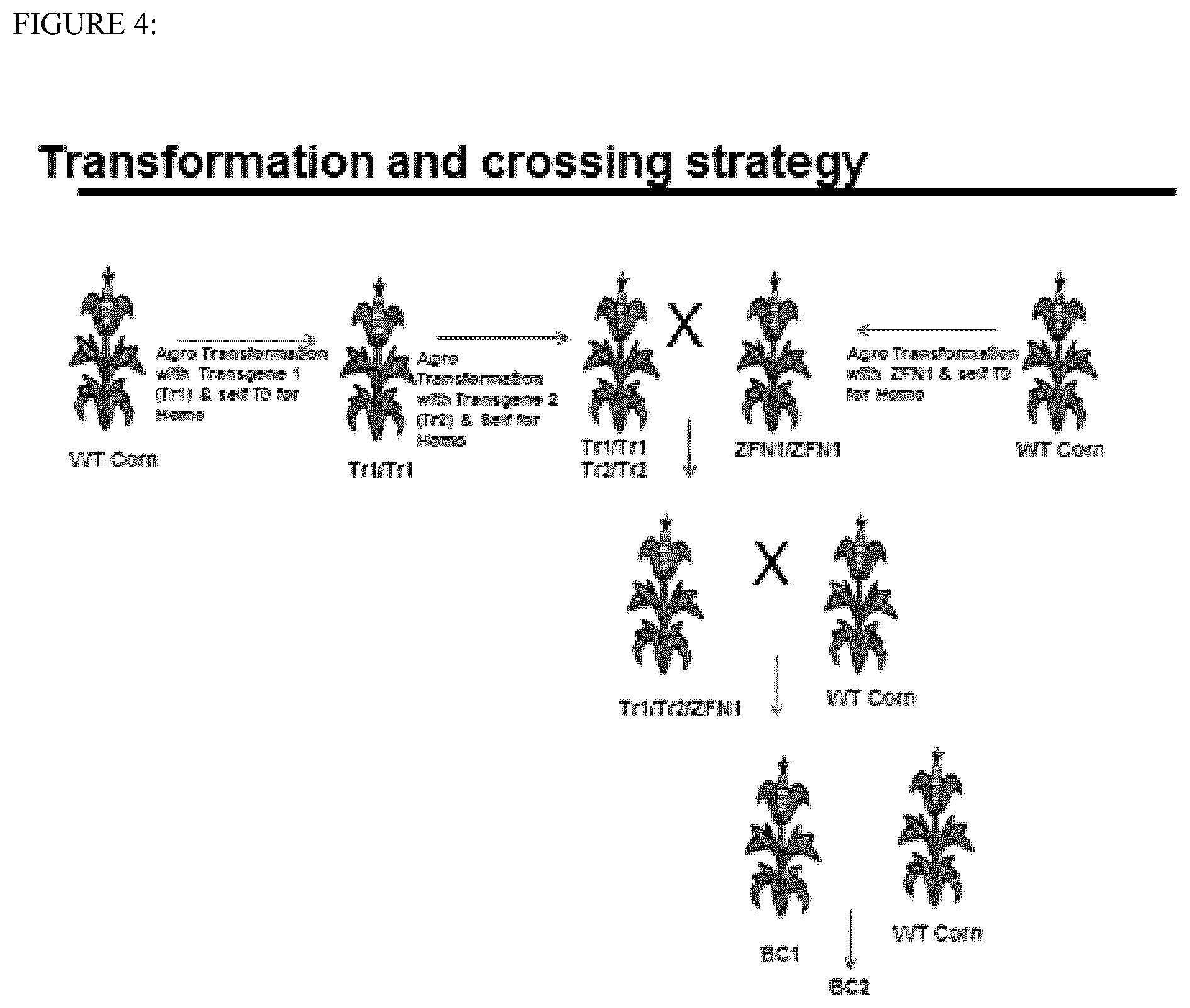Patent US12590313 Figure 4 – Methodologies and compositions for creating targeted recombination and breaking linkage between traits