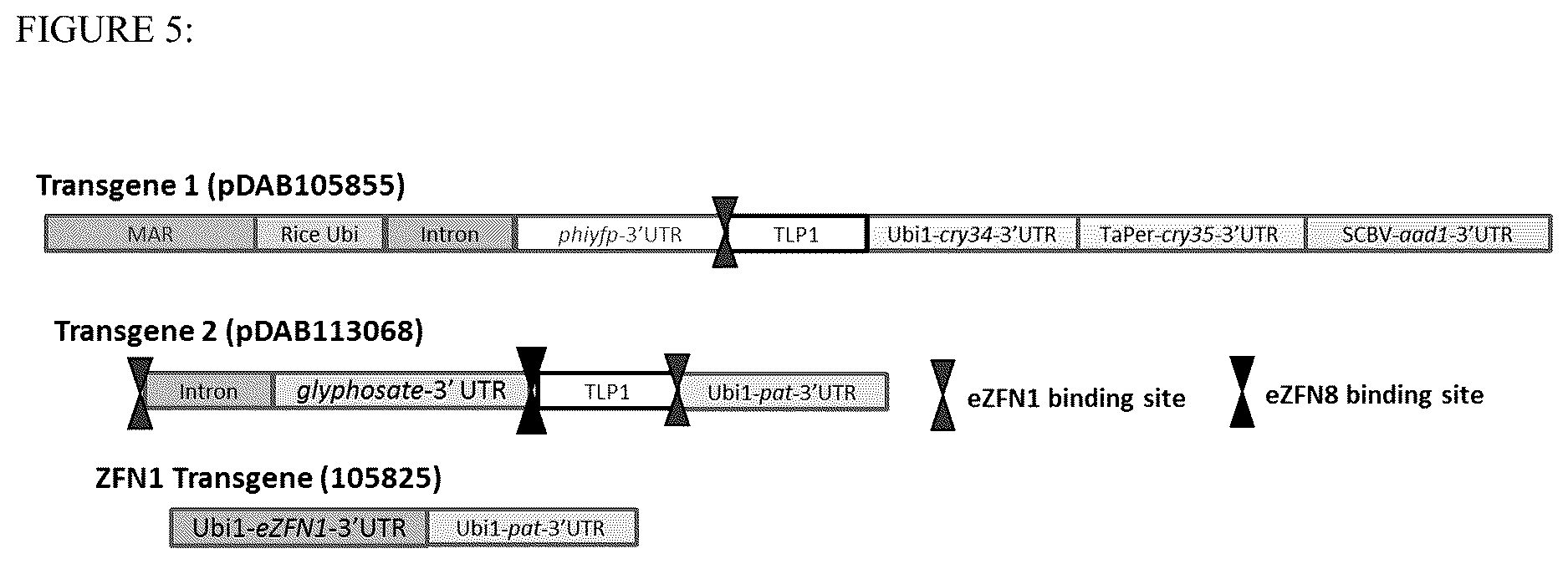 Patent US12590313 Figure 5 – Methodologies and compositions for creating targeted recombination and breaking linkage between traits