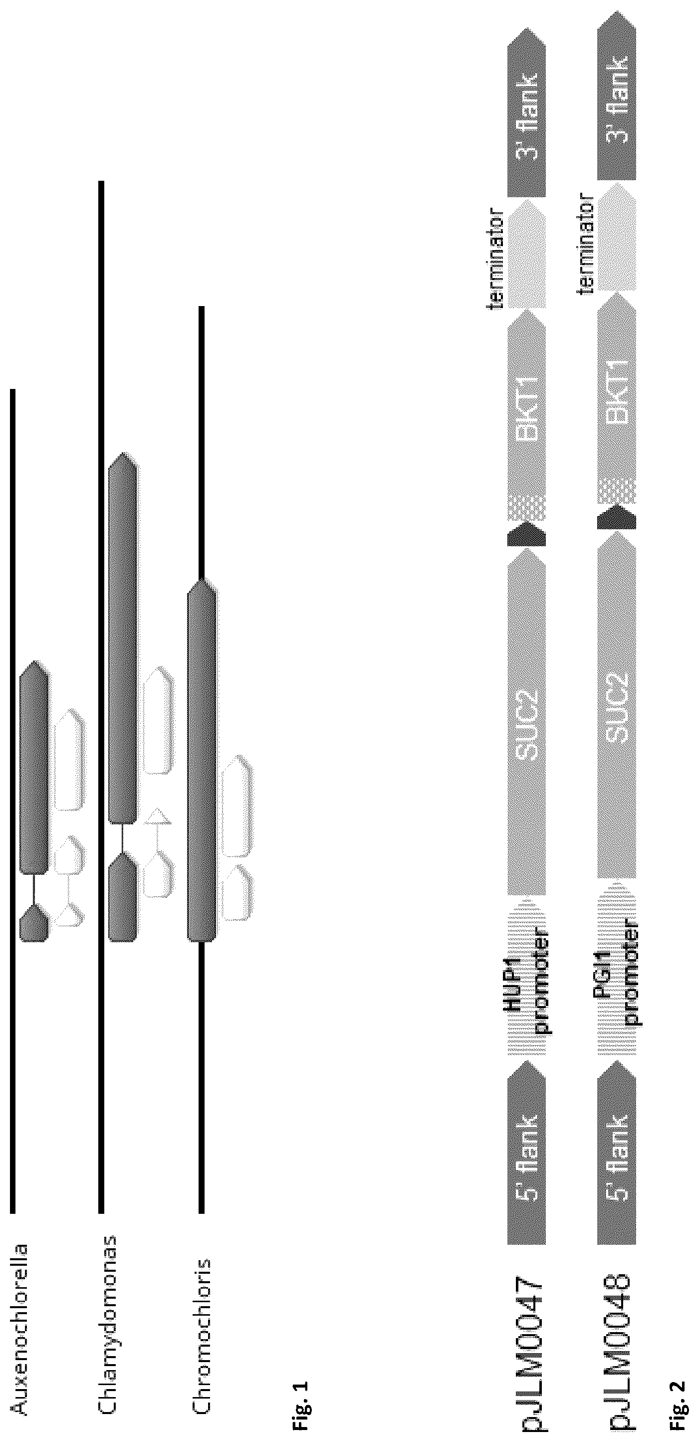 Patent US12590314 — Expressing multiple genes from a single transcript in algae and plants — Figure 1