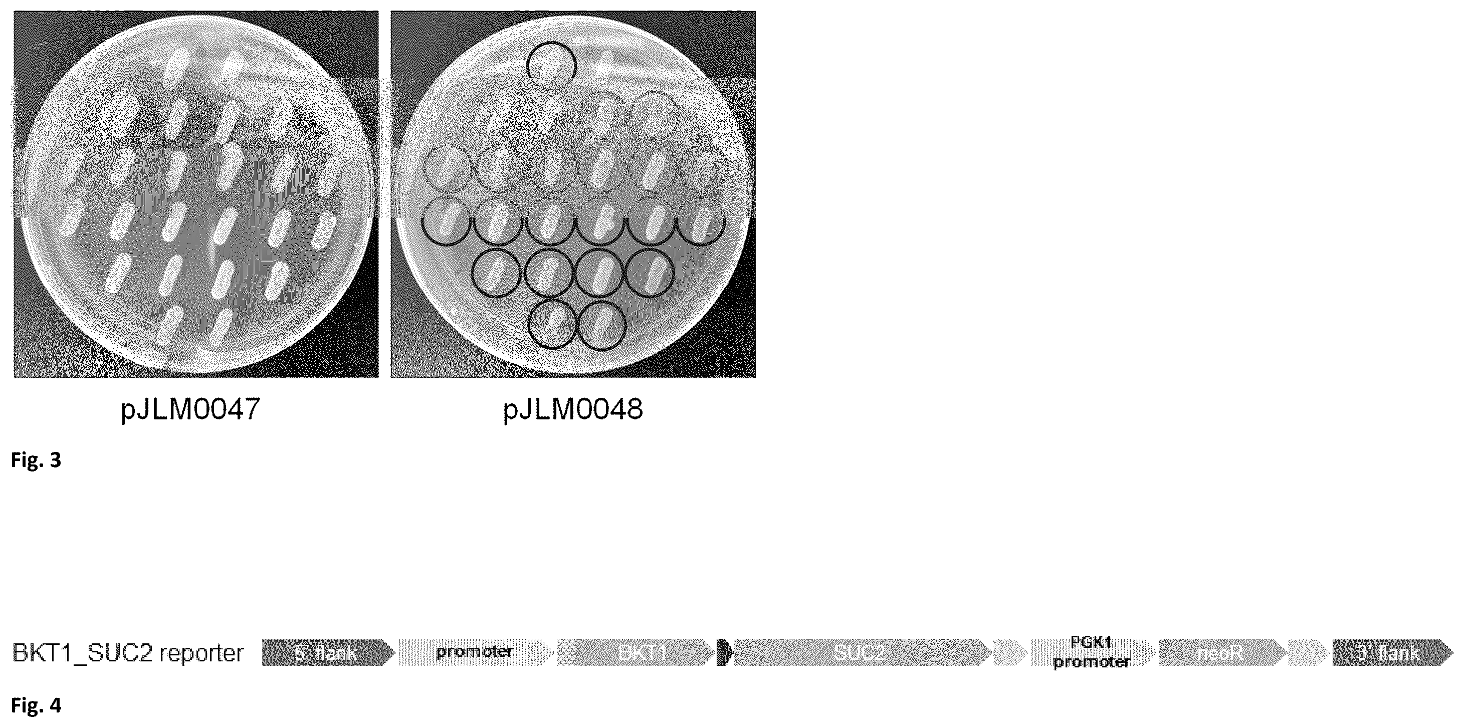 Patent US12590314 Figure 2 – Expressing multiple genes from a single transcript in algae and plants
