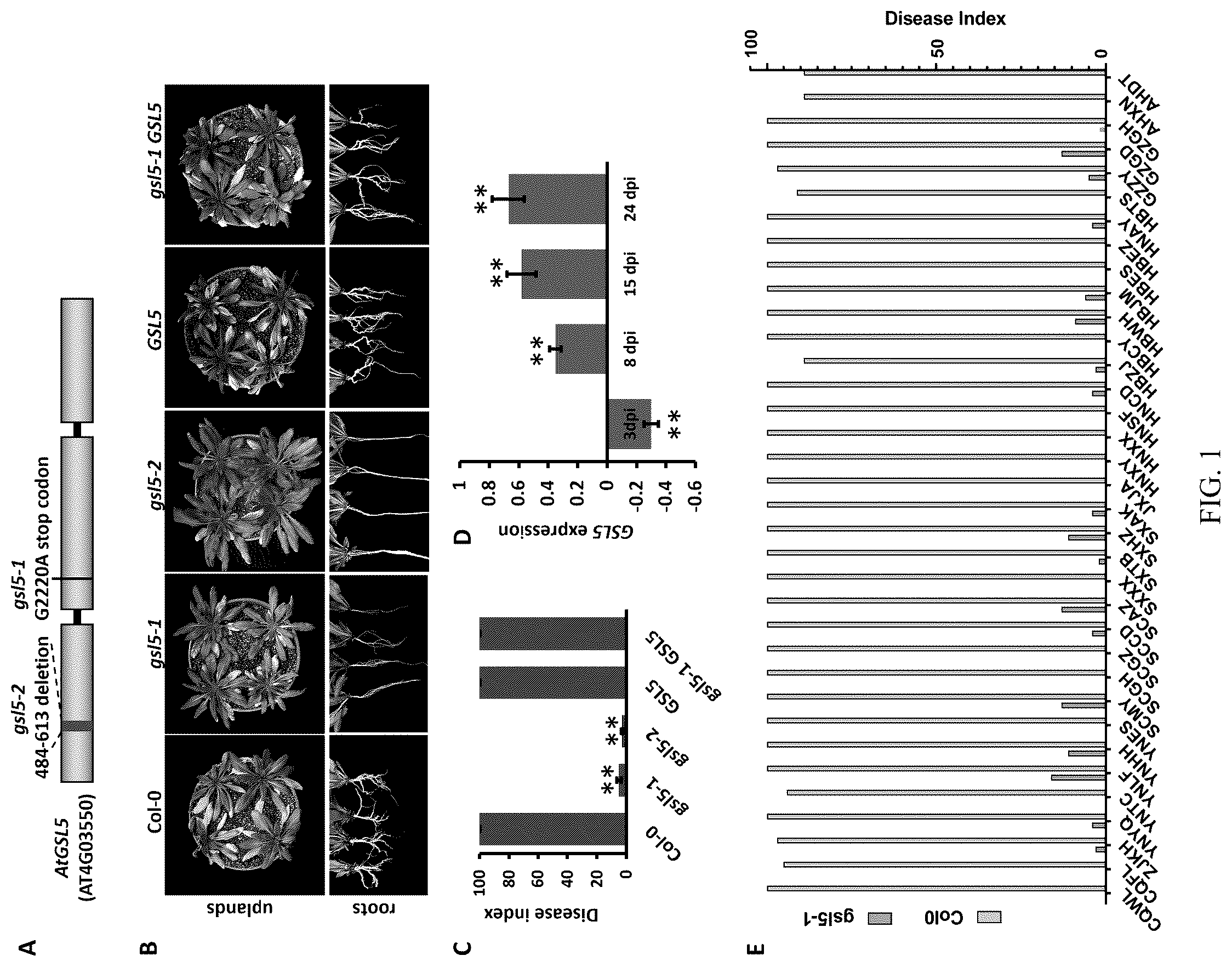Patent US12590316 Figure 1 – Use of β-1,3-glucan synthase like 5 in improving clubroot disease resistance and related product development in cruciferous crops