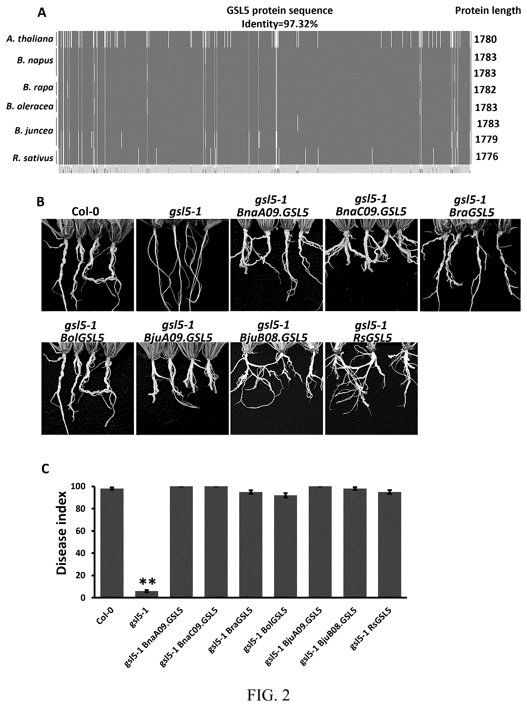 Patent US12590316 Figure 2 – Use of β-1,3-glucan synthase like 5 in improving clubroot disease resistance and related product development in cruciferous crops