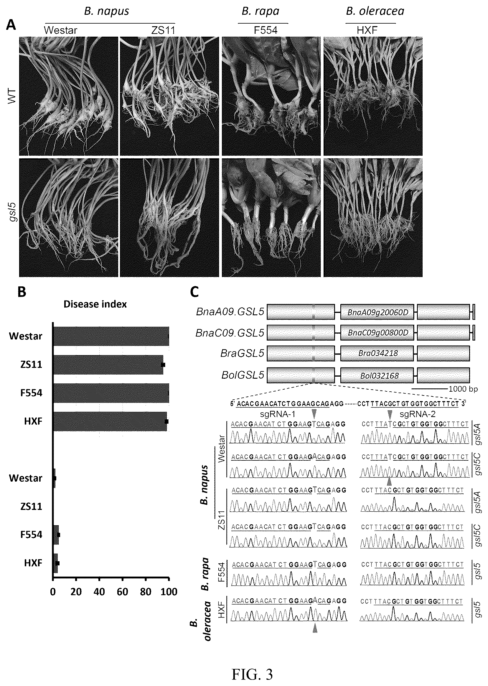 Patent US12590316 Figure 3 – Use of β-1,3-glucan synthase like 5 in improving clubroot disease resistance and related product development in cruciferous crops