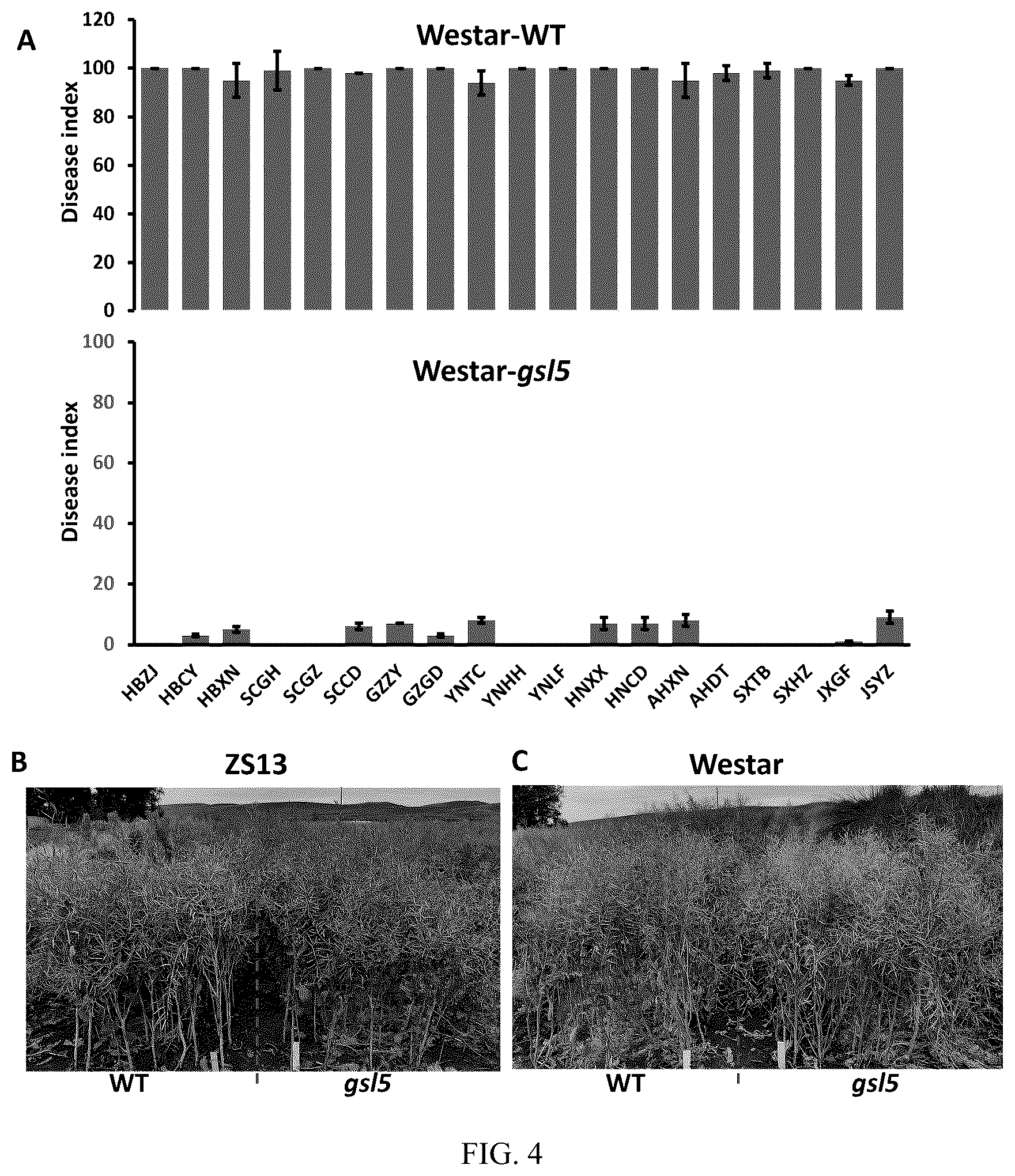Patent US12590316 Figure 4 – Use of β-1,3-glucan synthase like 5 in improving clubroot disease resistance and related product development in cruciferous crops