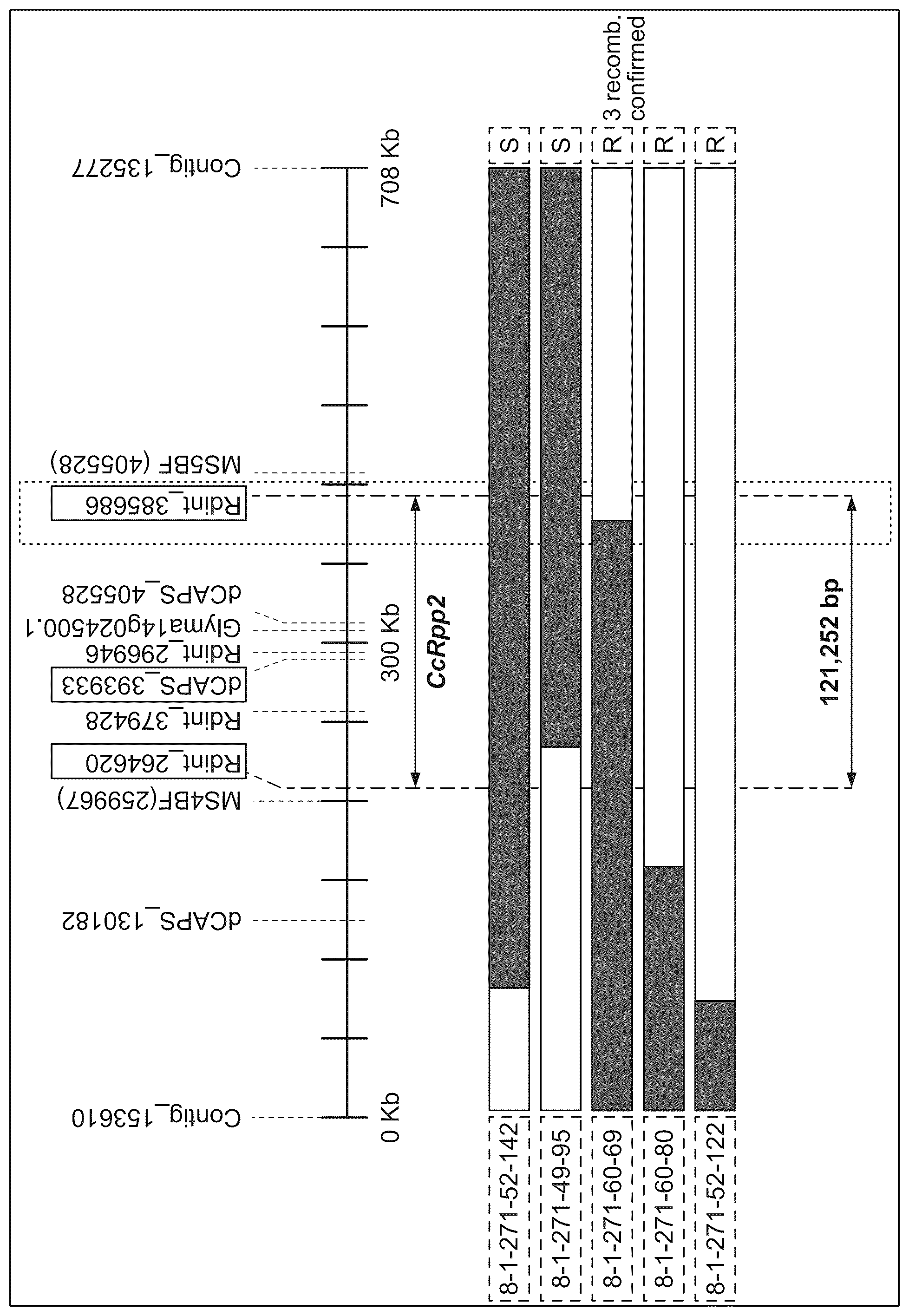 Patent US12590317 Figure 1 – Polynucleotides and methods for transferring resistance to Asian soybean rust