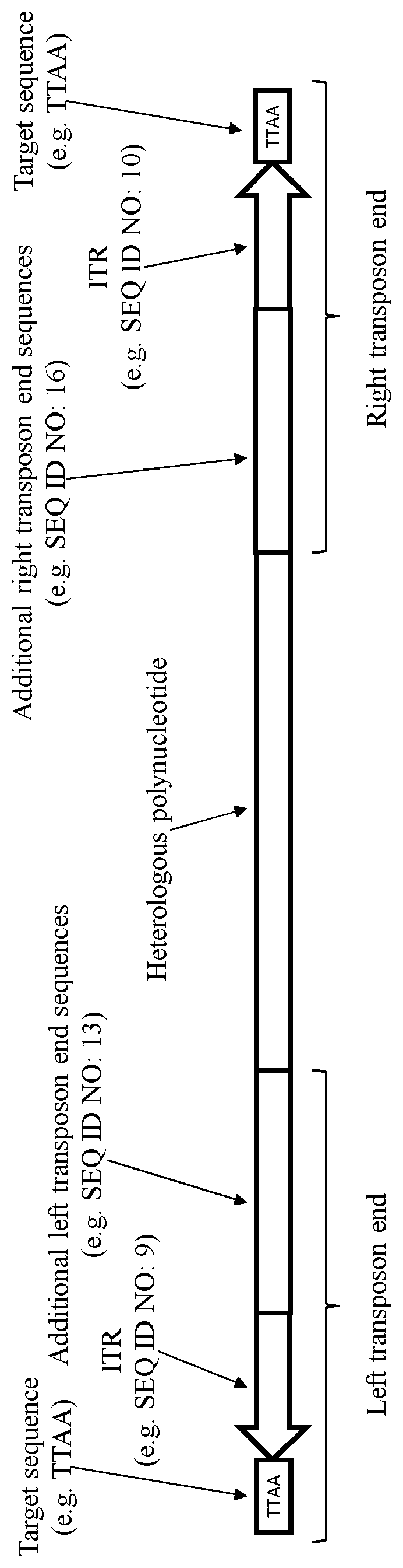Patent US12590319 Figure 1 – Transposition of nucleic acid constructs into eukaryotic genomes with a transposase from amyelois